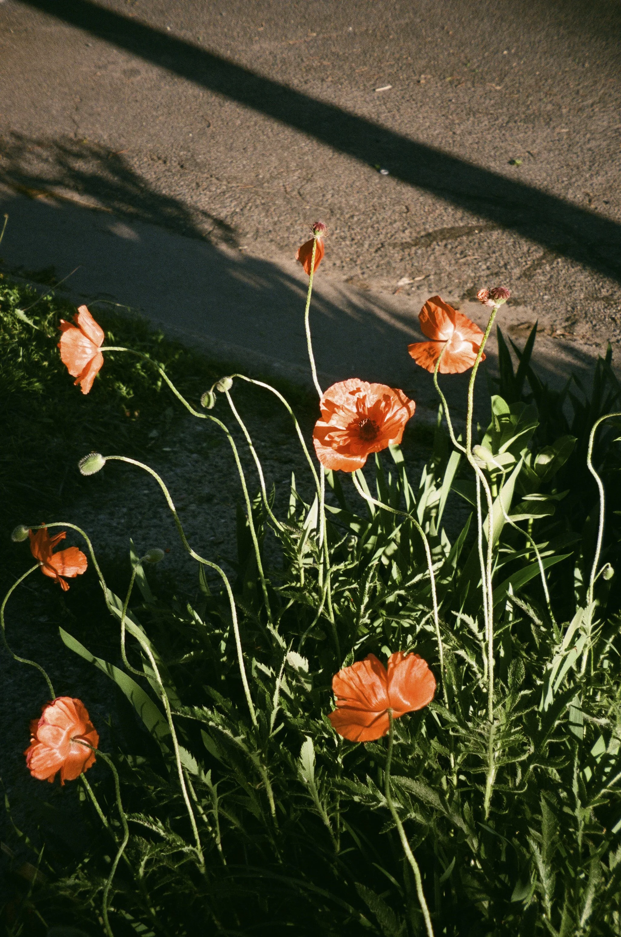 The Heat Death of Our Suns