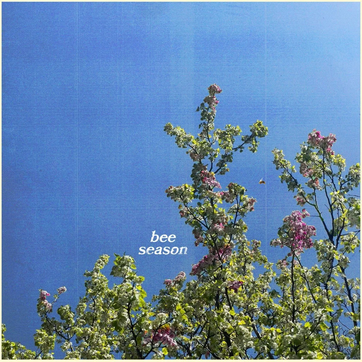 11 Bee Season - Wiley Beckett.jpeg