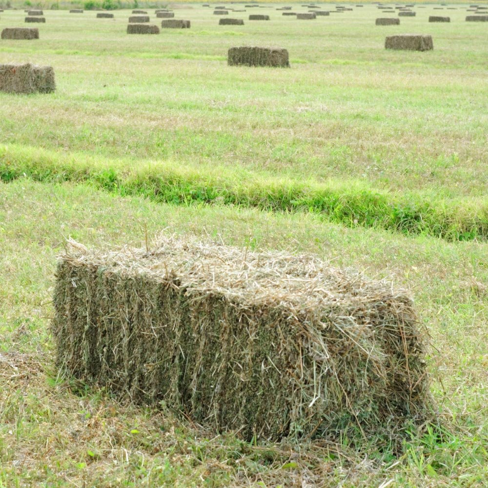 bale-of-hay-single.jpg