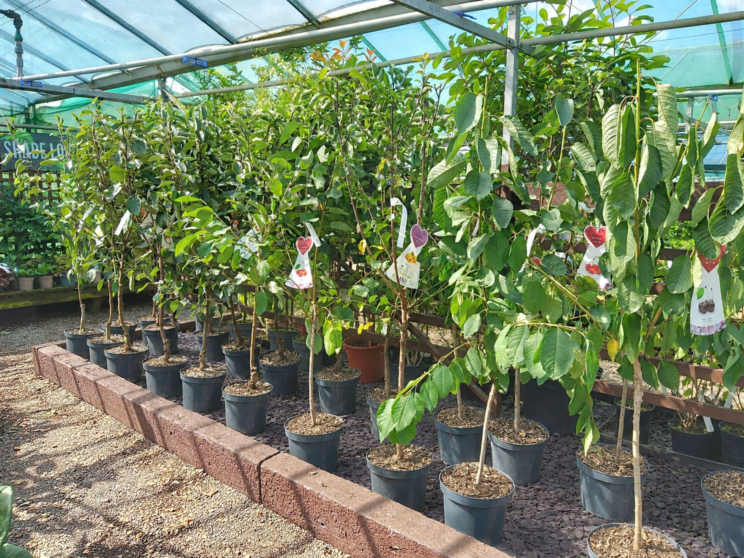 Plant Image (72).jpg