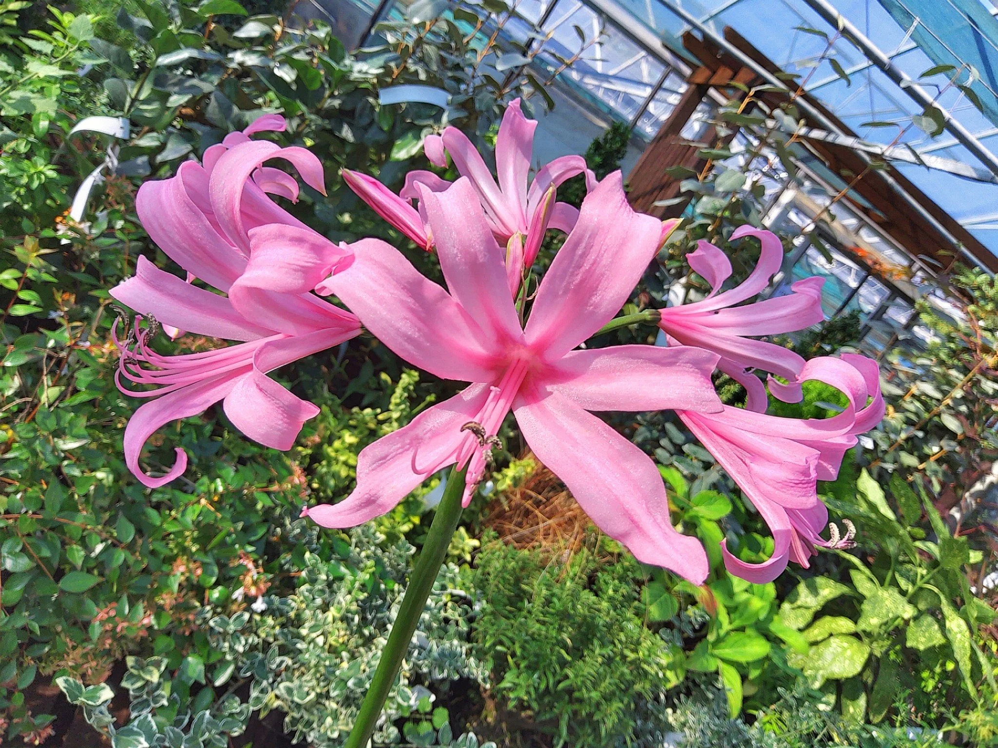🌸🌿 Amarine Belladiva Has Arrived! 🌿🌸

If you&rsquo;ve wandered through our garden centre recently, you might have spotted something truly stunning &mdash; our fresh stock of Amarine Belladiva plants are now in bloom! 💖

With their elegant pink t