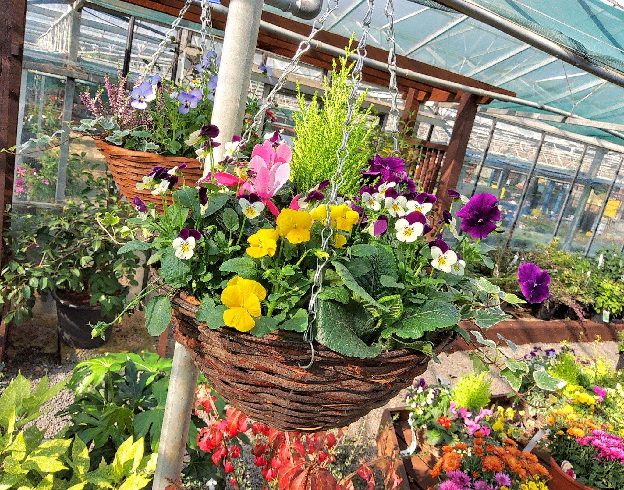 🌼🍂 Winter baskets are here! 🍂🌼

Just because the days are getting colder doesn&rsquo;t mean your garden has to lose its charm. Our gorgeous winter baskets are now ready and waiting &mdash; packed with colourful seasonal favourites that&rsquo;ll k