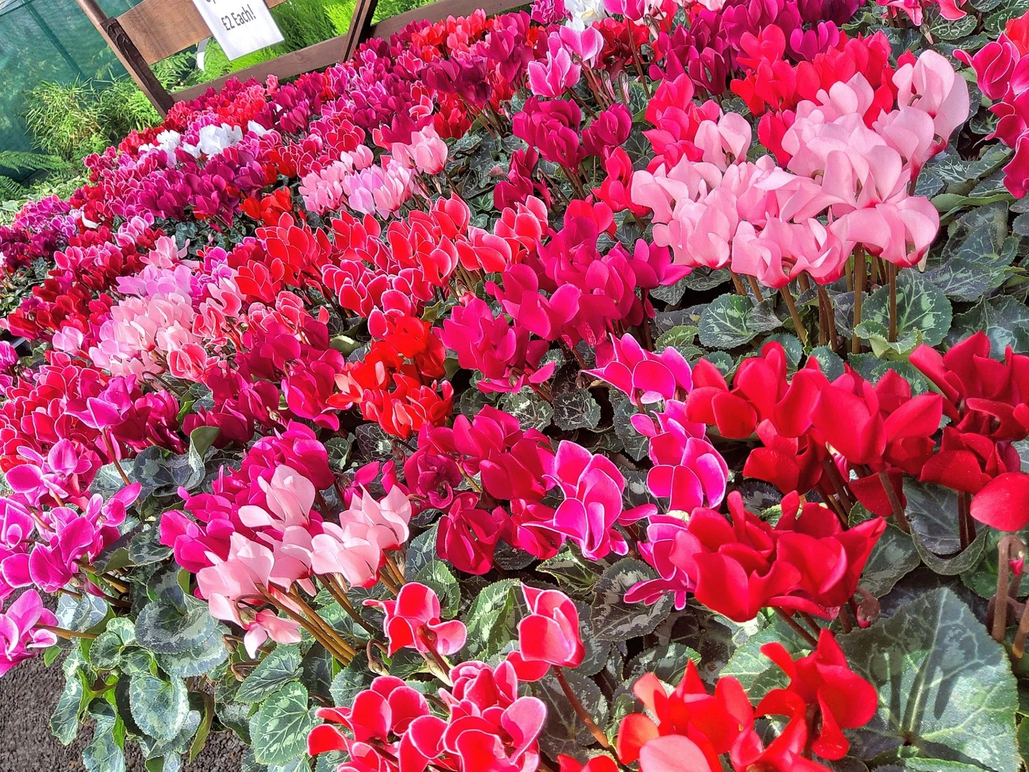 🌿❄️ Winter Bedding Plants Now In Stock! ❄️🌿

Brighten up your garden this winter with our fresh selection of winter bedding plants!

Whether you're filling pots, borders, or hanging baskets, we&rsquo;ve got the perfect plants to bring vibrant colou