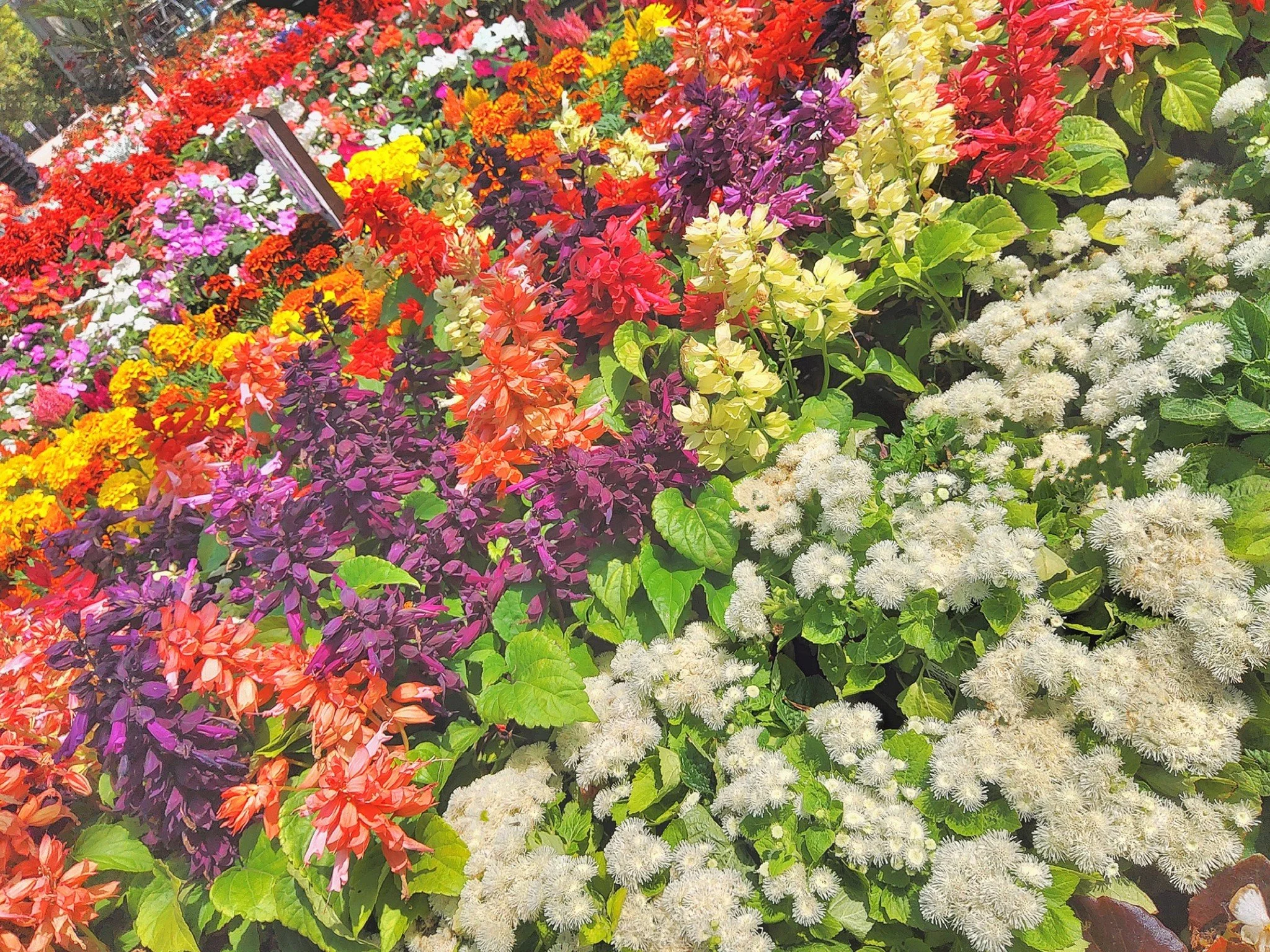 🌿🌷 Hillside Farm Nursery 🌷🌿 

Have you came back from holiday, just to find your garden looking sad? 

Well here at Hillside, we still have plenty of healthy looking plants that will fill in those gaps! 

📍 Hillside Farm, Harrowden Lane, Finedon