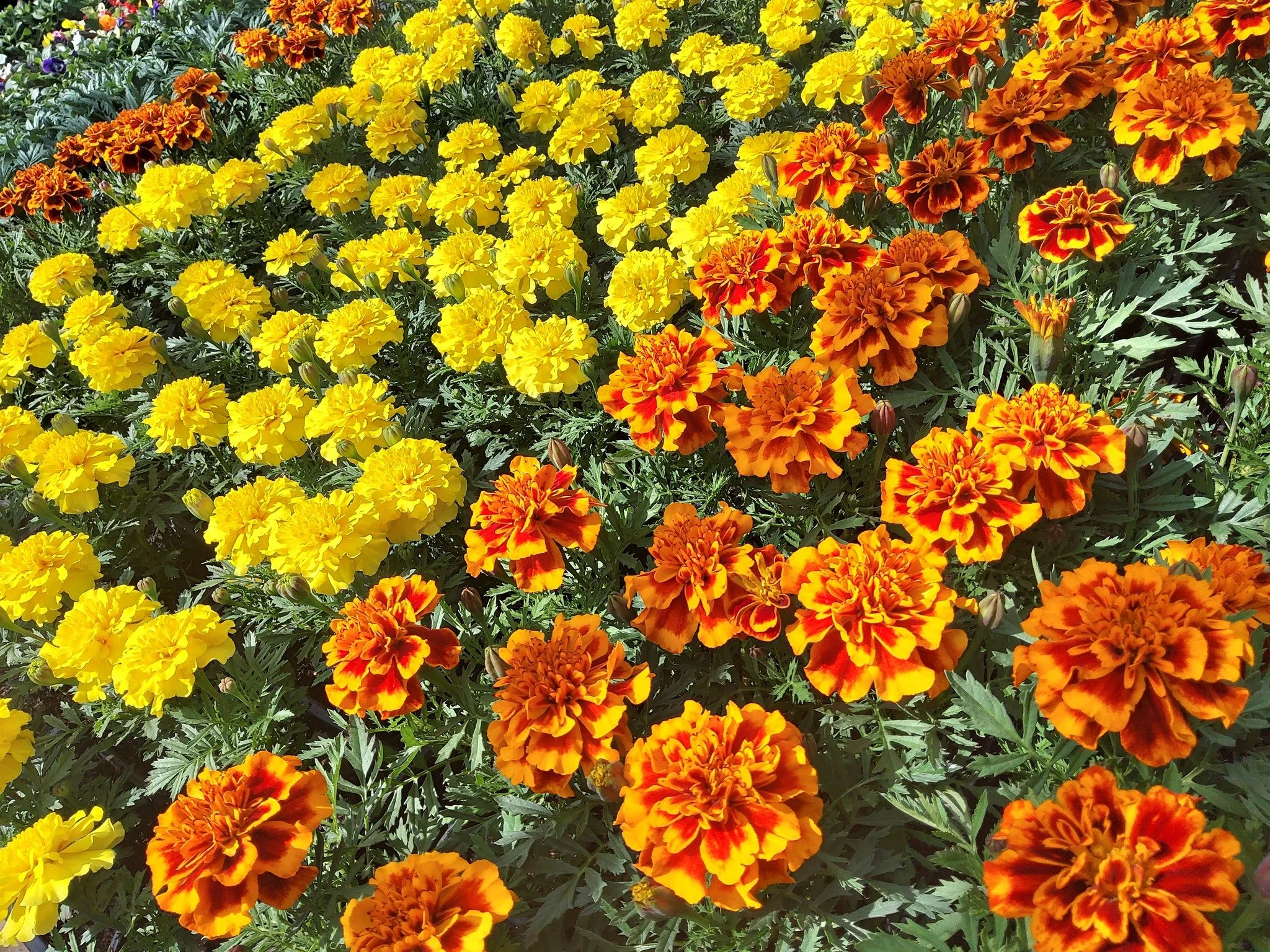 🌿🌷 Bedding Available 🌷🌿 

Add a splash of colour to your garden, with our vibrant range of bedding plants! 

Only &pound;3.50 a pack! 😲 

📍 Hillside Farm, Harrowden Lane, Finedon, Northants, NN9 5NP 
📞 01933 681076