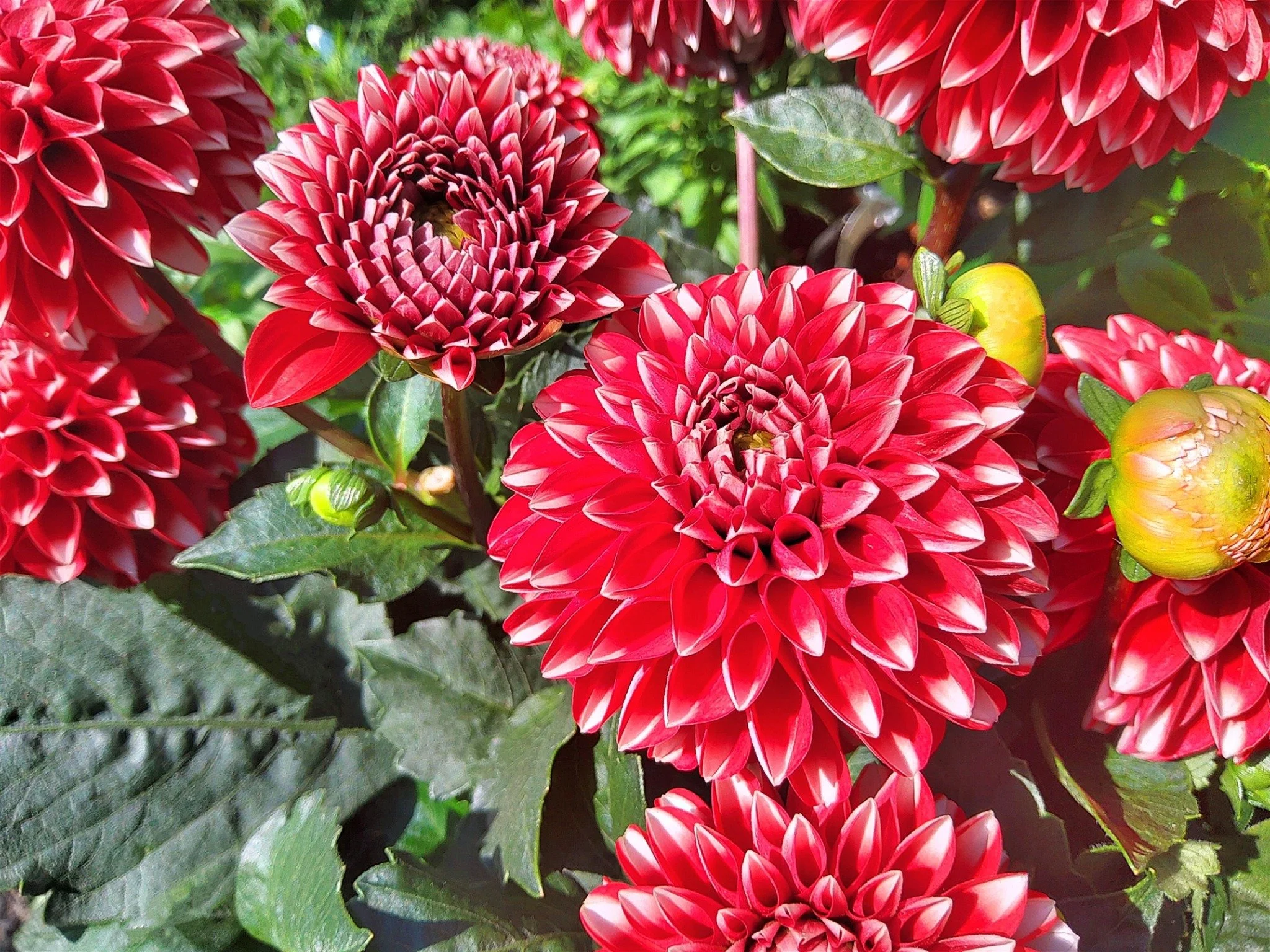 🌿🌼 Large Dahlias 🌼🌿

Our Large Dahlias are selling fast... So you best hurry whilst stocks last 😲

Only &pound;7.95! 

📍 Hillside Farm, Harrowden Lane, Finedon, Northants, NN9 5NP 
📞 01933 681076