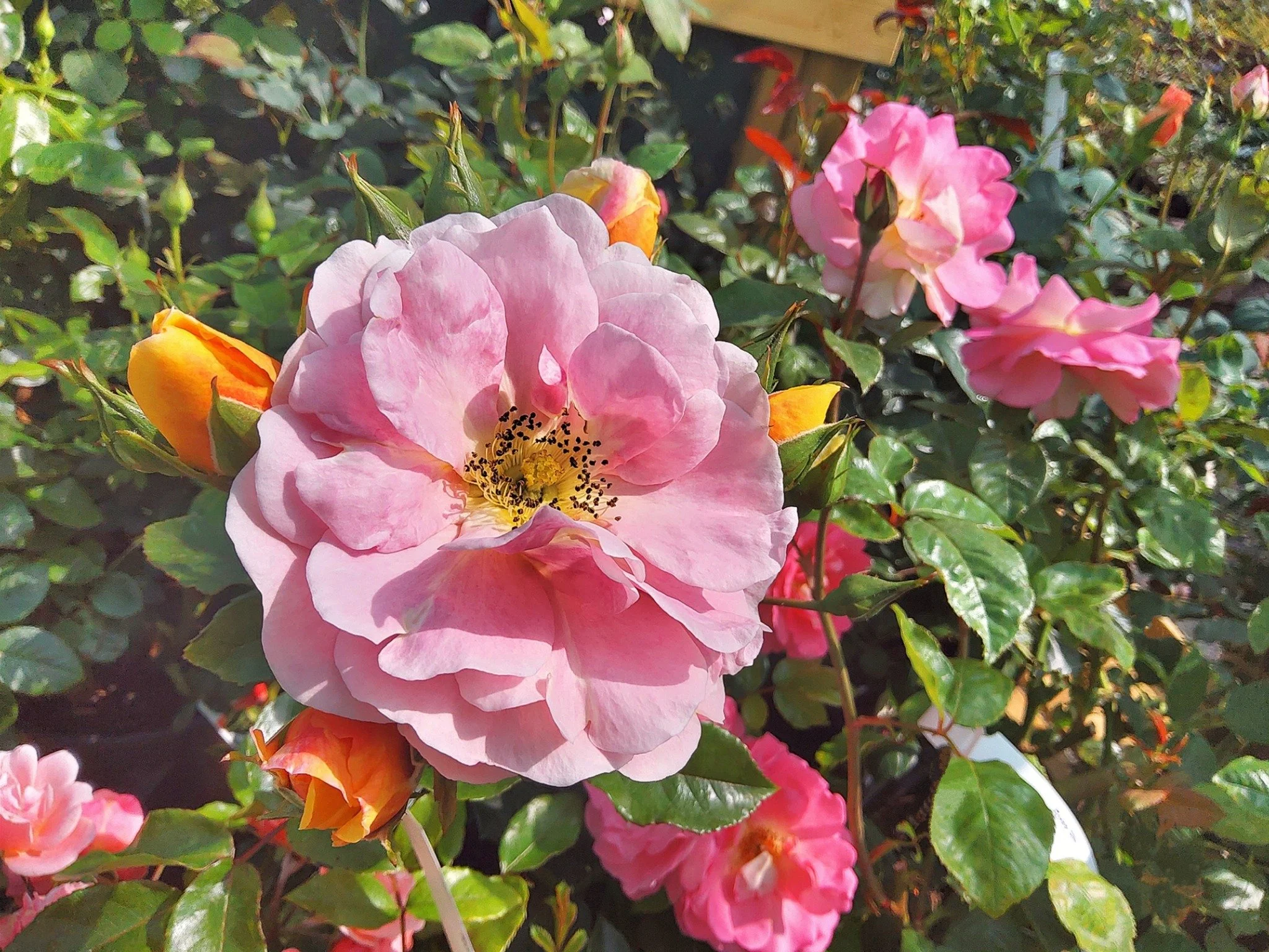 🌹Roses Available🌹 

We have a stunning selection of roses to choose from; perfect for adding some colour and fragrance to your garden! 

Only &pound;14.95! 😲 

📍 Hillside Farm, Harrowden Lane, Finedon, Northants, NN9 5NP 
📞 01933 681076