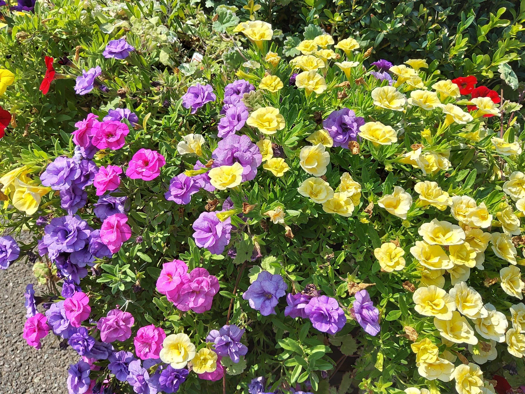 🌸🌷🌿 Trixis Available 🌿🌷🌸 

These Trixis are by far the best plant for tubs and baskets! And to make life easier, they have been designed to be one plant with three colours. So why not show up your friends with these magnificent plants 😍💐 

On