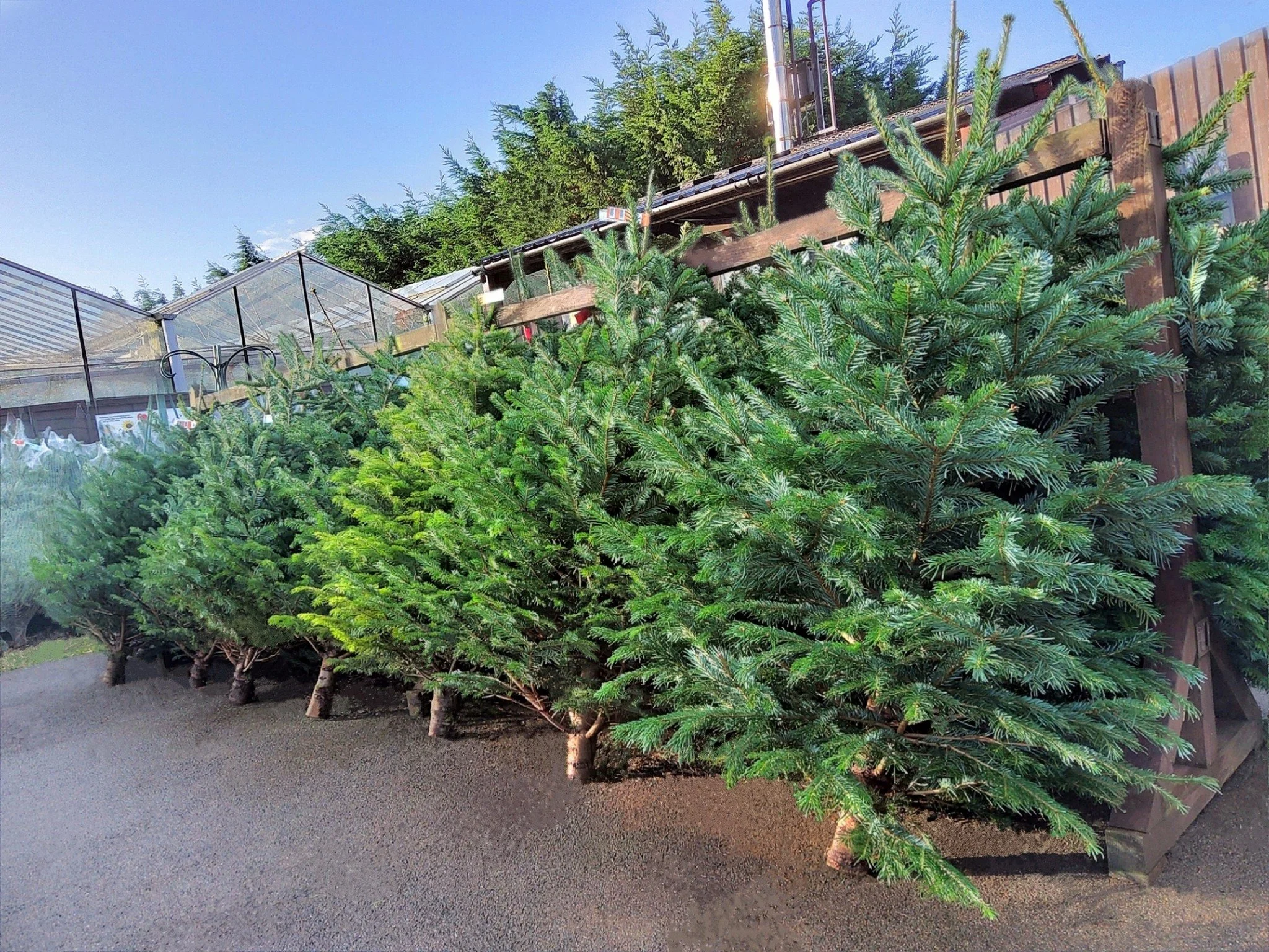 🎄✨ It&rsquo;s almost that magical time of year again! ✨🎄

We&rsquo;re excited to let you know that our Premium Nordman Non-Drop Needle Christmas Trees will be arriving towards the end of November!

These beautiful, full-bodied trees are always a cu