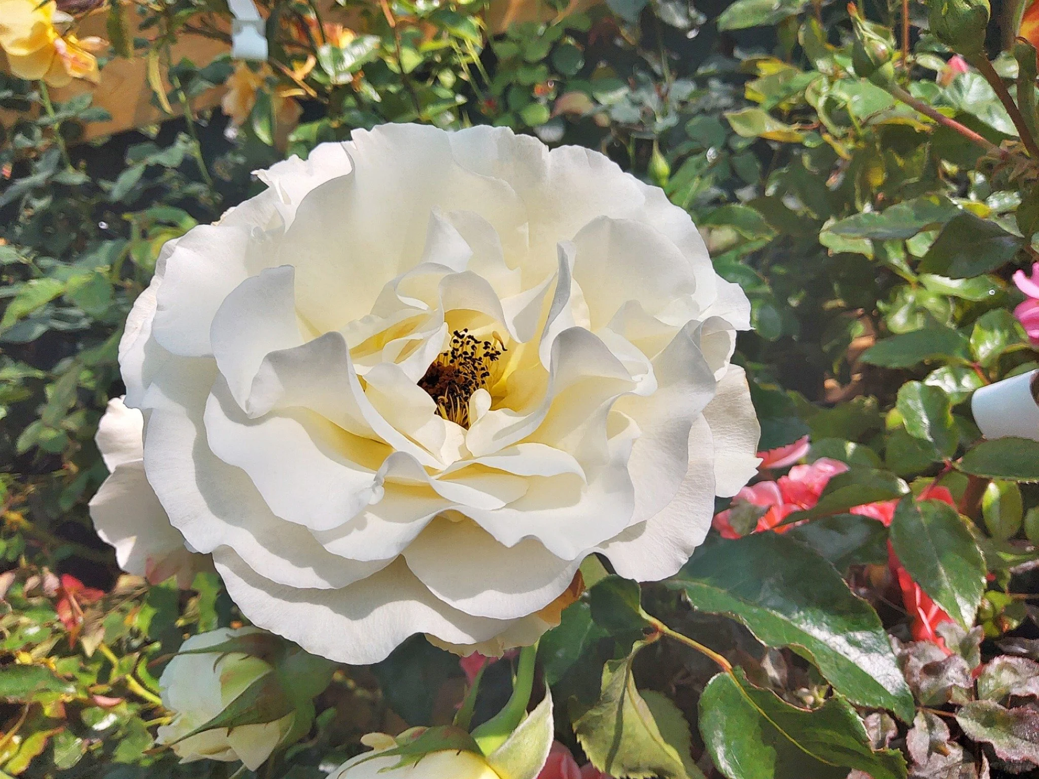 🌹 Roses Available Now! 🌹

Bring colour, fragrance, and classic charm to your garden with our beautiful selection of roses 🌸

From soft pastels to bold, vibrant blooms, we have something for every garden style &mdash; whether you&rsquo;re filling b