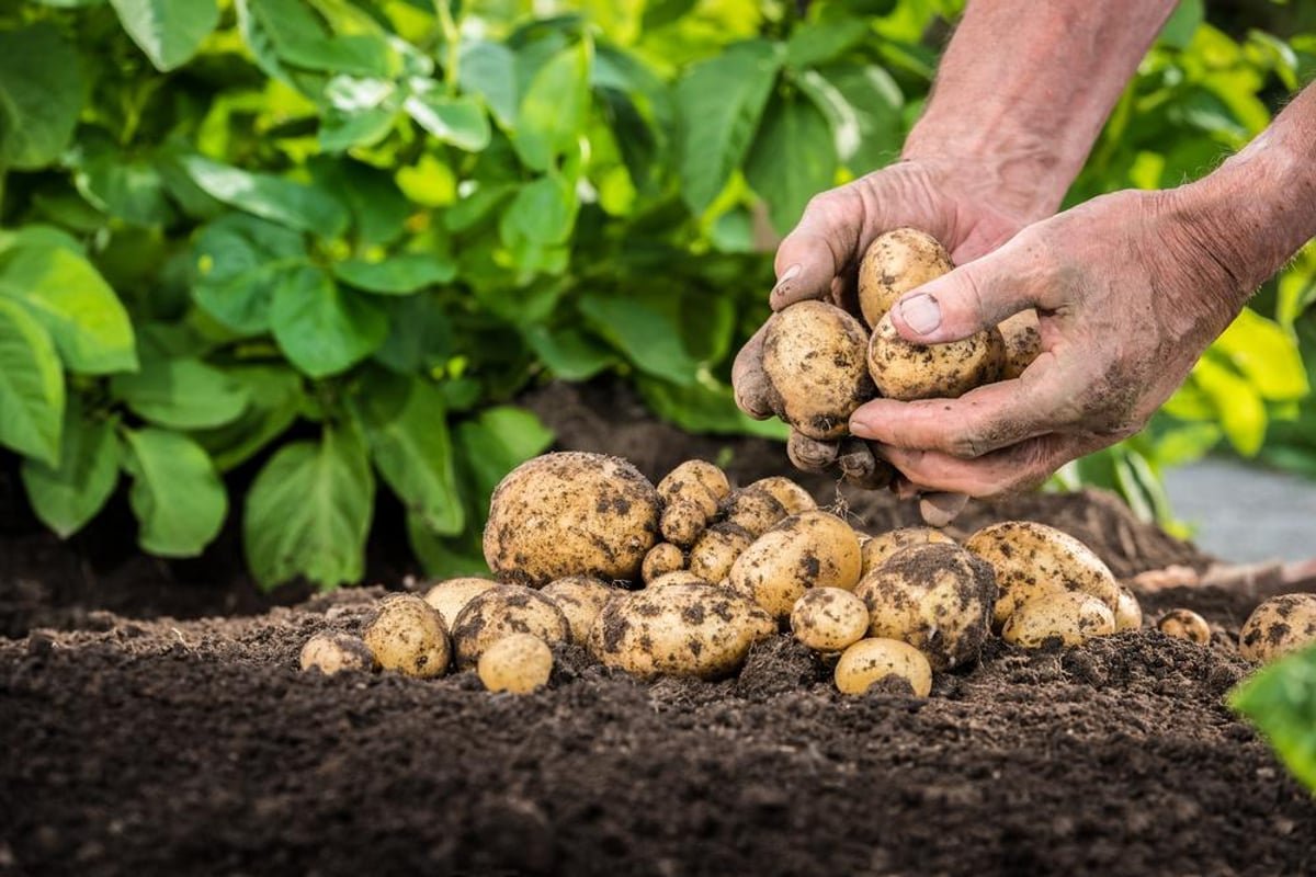 🥔🧄 Seed Potatoes, Garlics &amp; Onions Now Available! 🧄🥔

Nothing beats the taste (or satisfaction!) of growing your own food 🌱😄

Perfect for veg patches, allotments, and even larger containers.

🌿 Available now:
&bull; Taylors 2kg Seed Potato
