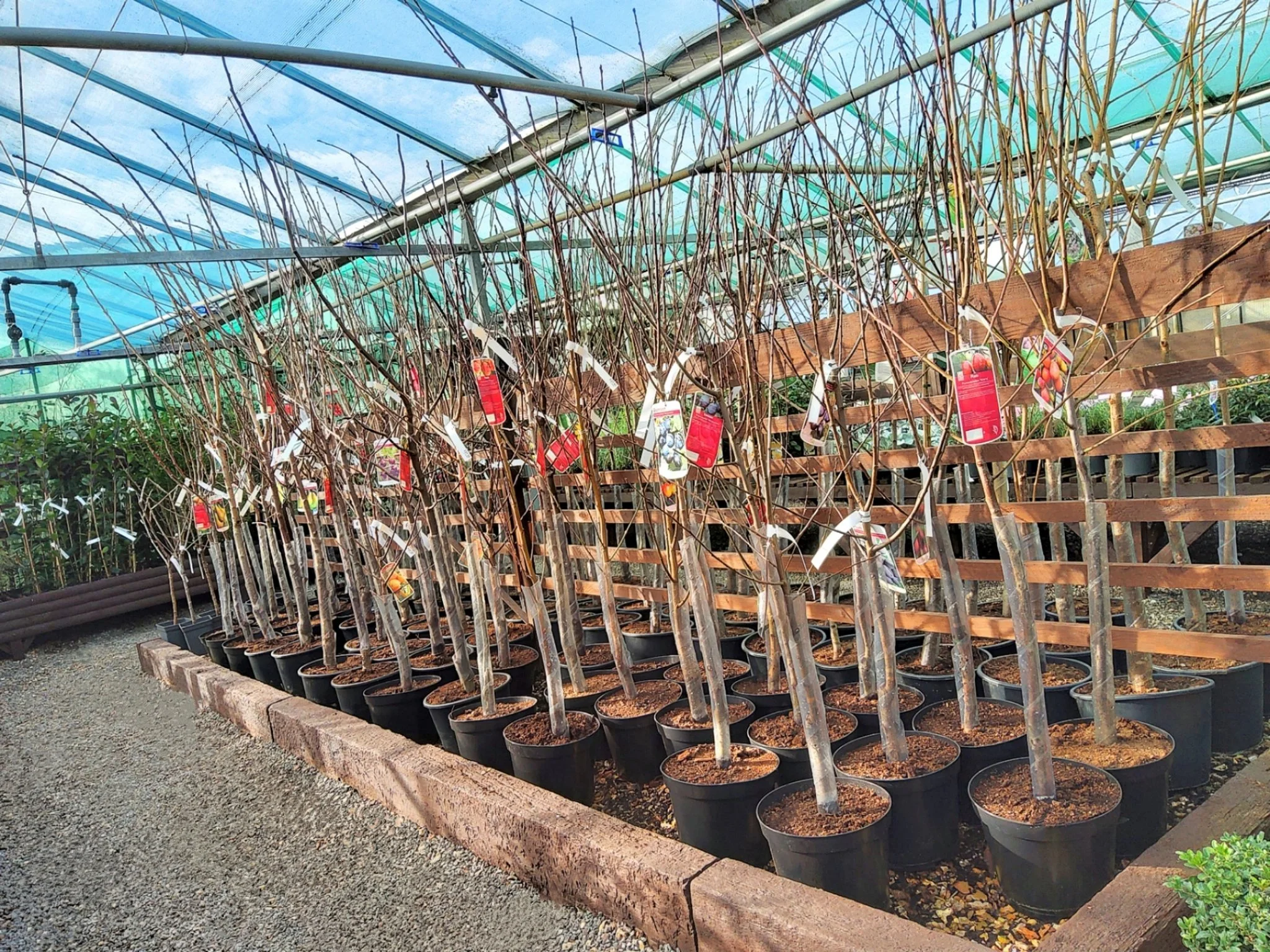 🍐🍒 Ornamental &amp; Fruit Trees Now Available! 🍒🍐

Whether you&rsquo;re looking to add structure, seasonal interest, or home-grown fruit to your garden, we have a fantastic selection of trees ready to plant 🌿

🍎 Fruit Trees &ndash; &pound;34.95