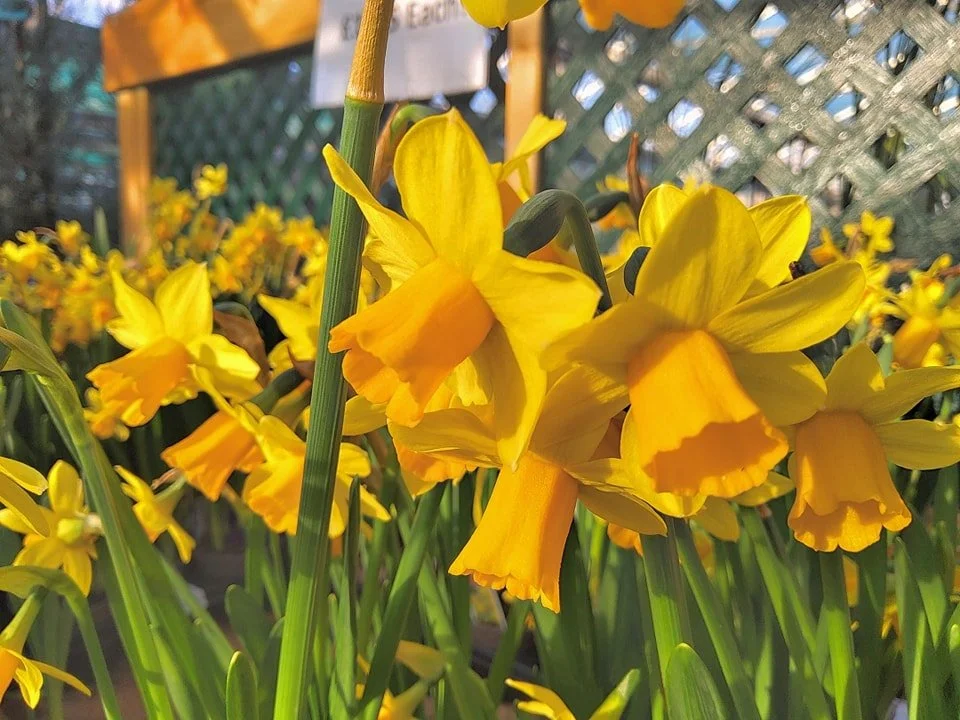🌼🌷 Beautiful Potted Bulbs Now Available! 🌷🌼

Brighten up your garden with our stunning selection of potted bulbs &mdash; perfect for creating dazzling displays in containers, borders, and patio pots.

Choose from gorgeous Daffodils, Snowdrops, Tu