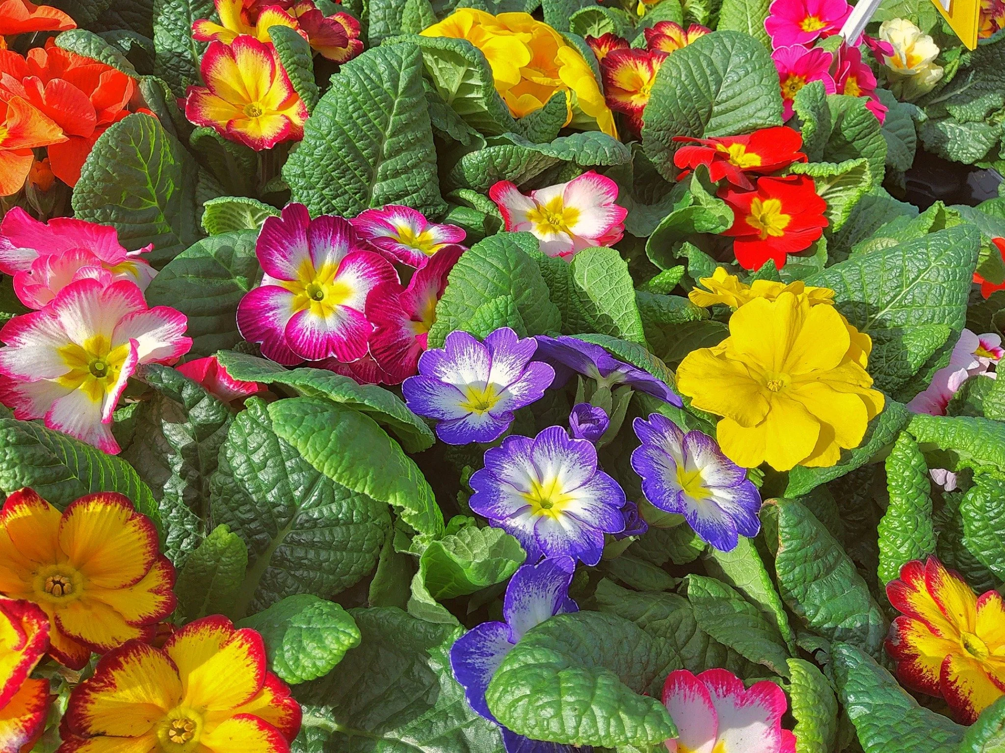 🌿🌸🌼 Add a Splash of Spring Colour! 🌼🌸🌿

Ready to refresh your garden? We&rsquo;ve got plenty of vibrant, colourful plants to bring your beds, borders, and pots to life this season.

Whether you&rsquo;re after soft pastels or bold, bright blooms