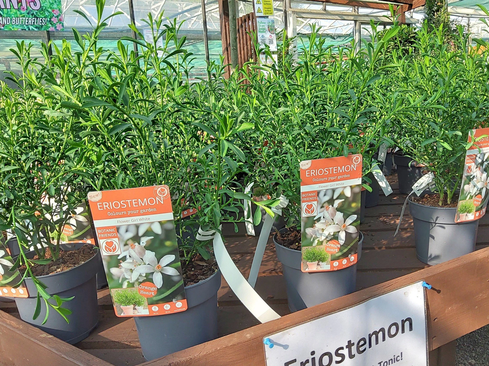 🌿🥂 Gin &amp; Tonic Plant &ndash; The Perfect Mother&rsquo;s Day Gift! 🥂🌿

Looking for something a little different for Mum this Mother&rsquo;s Day? 💝

Our beautiful Eriostemon (Gin &amp; Tonic Plant) is an evergreen shrub covered in delicate sta