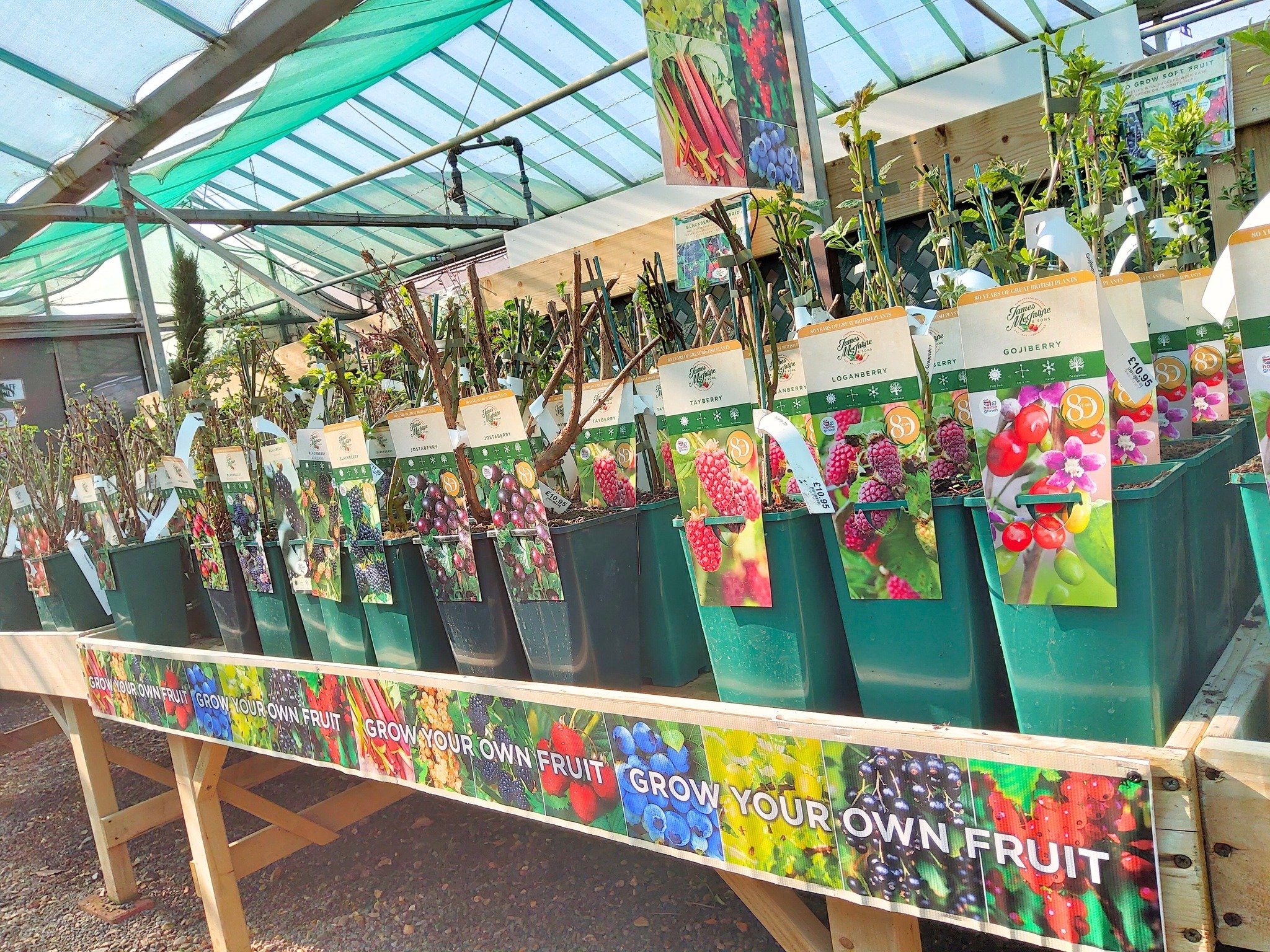 🍓🌿 Grow Your Own Fruit! 🌿🍓

Our popular fruit bushes are back in stock and ready for planting! Perfect for anyone who loves fresh fruit, homemade desserts, or adding a handful of berries to their morning smoothie. 🫐😋

Available now:
&bull; Blac