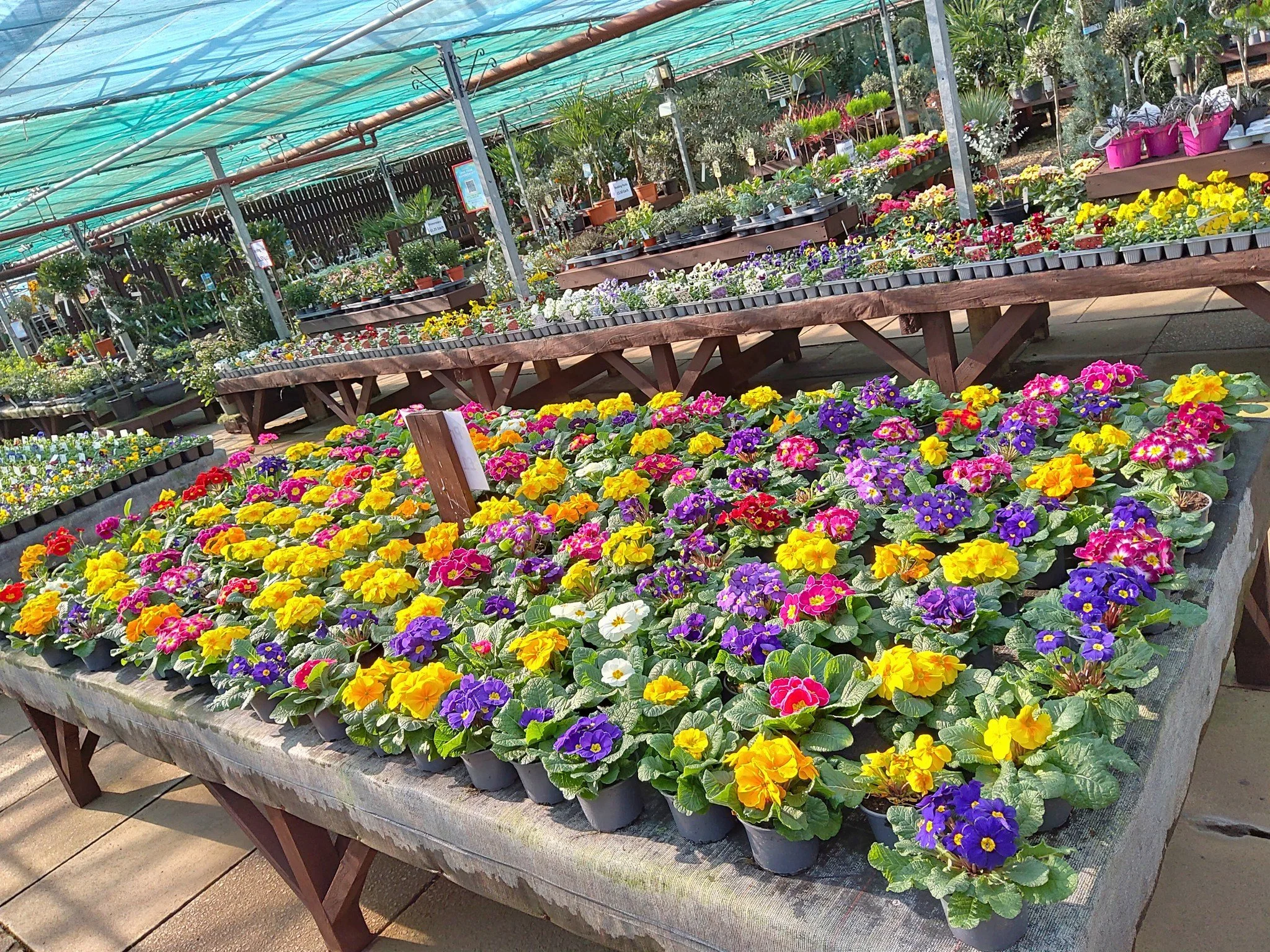 🌷🌼 Spring Colour Has Arrived! 🌼🌷

Looking to brighten up your garden this week? Our benches are full of beautiful, colourful plants ready to add life to your beds, borders, and containers.

From delicate spring shades to bold, eye-catching blooms