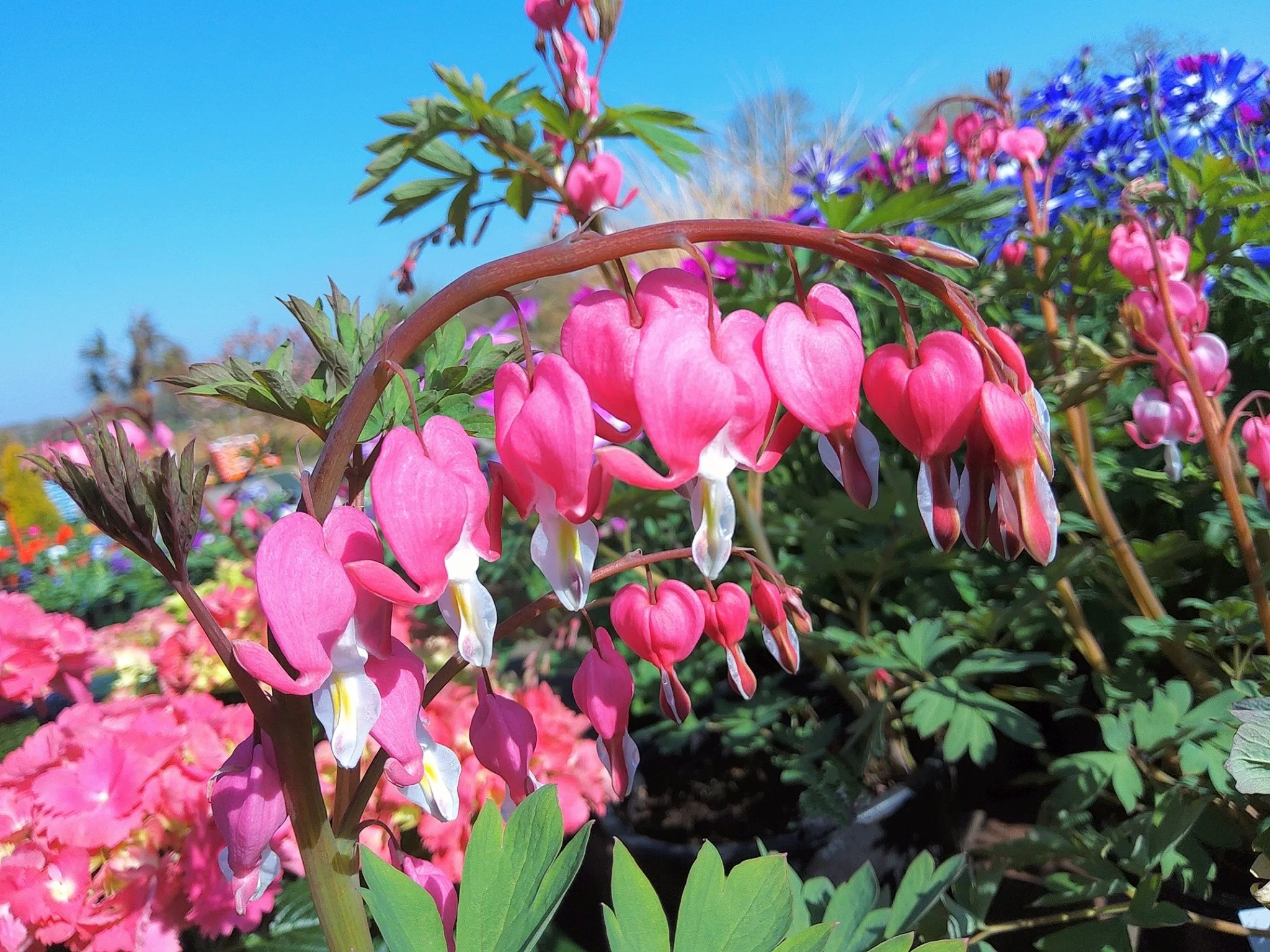 🍃💗 Bleeding Hearts Available 💗🍃

Our Bleeding Hearts are a truly charming addition to any garden! With their graceful, arching stems and delicate heart shaped flowers, they bring a romantic and timeless feel to borders, shaded areas, and cottage 