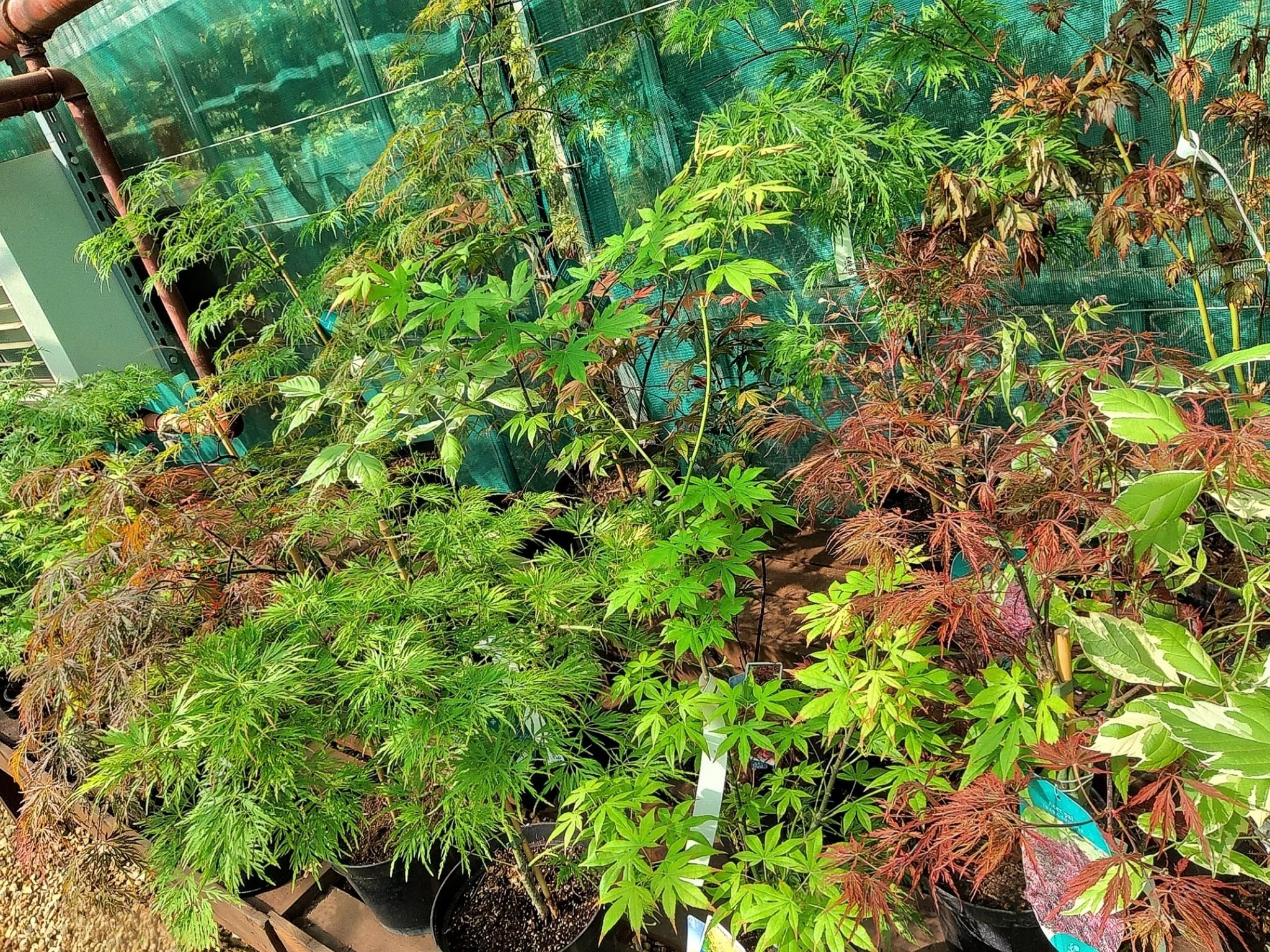 🍁🌿 Acers Available 🌿🍁

Our Acers are a must have plant for any garden! With their stunning, delicate foliage and compact growth, they&rsquo;re perfect for smaller gardens, patios, and containers.

These beautiful plants add vibrant colour and a t