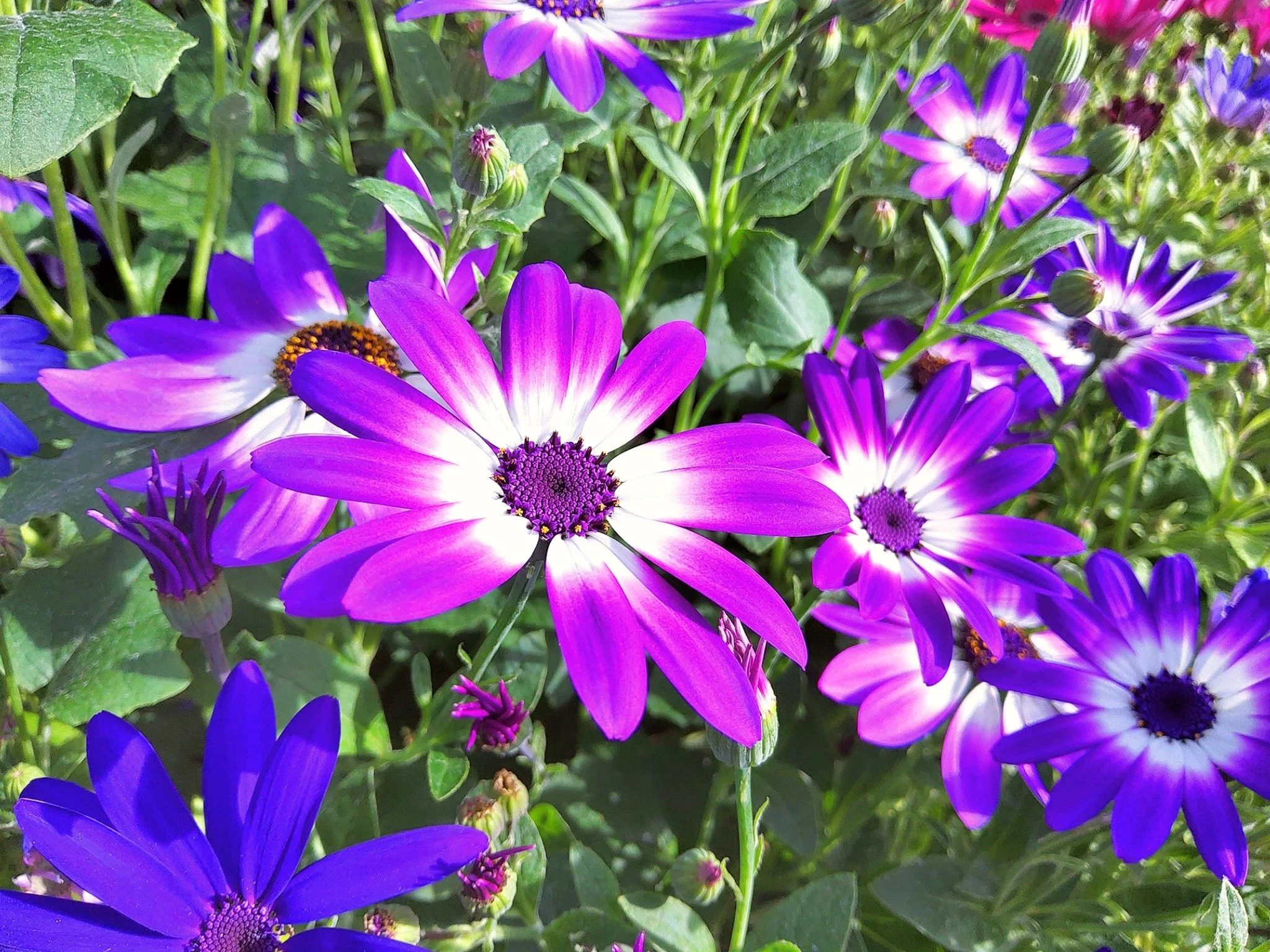 🌸✨ Senettis Are Here! ✨🌸

Brighten up your garden and turn heads on your street with our stunning, vibrant Senettis 🌺🌸

These show-stopping plants are guaranteed to make your neighbours jealous!

💐 Only &pound;5.99 each!

📍 Hillside Farm, Harro