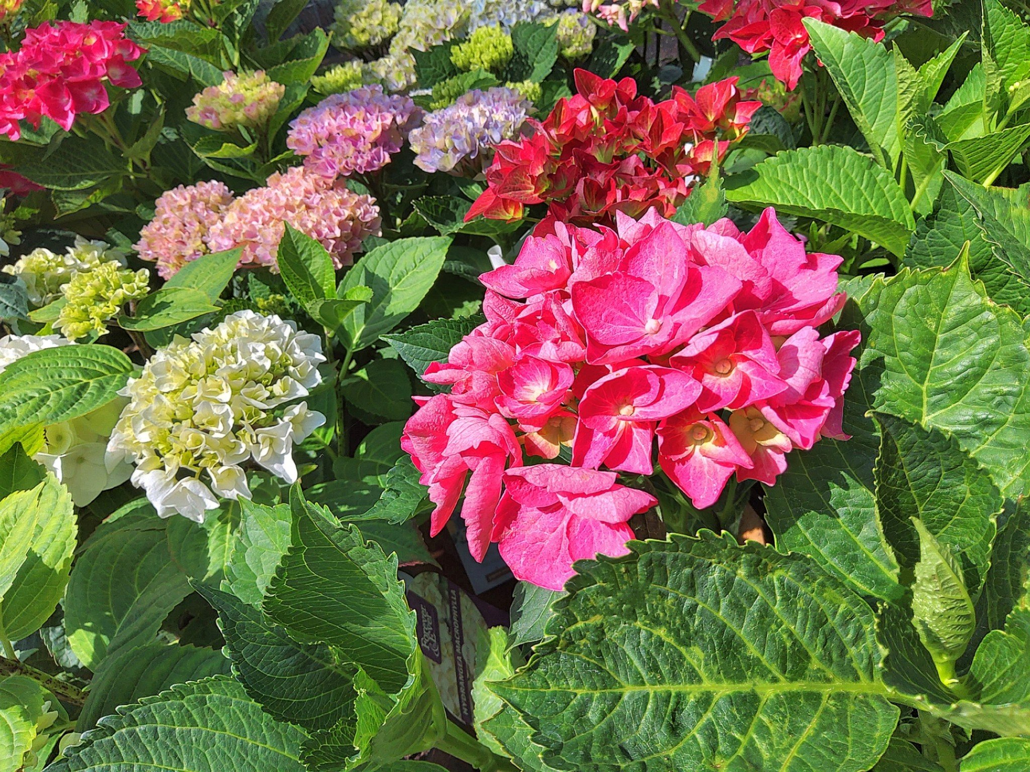 🌸🌿 Stunning Hydrangeas Now Available 🌿🌸

Brighten up your garden with these beautiful Hydrangeas &mdash; ready to grow and bring a splash of colour! 🌼💐

Which colour would you choose? 🤩

✨ Large Hydrangeas &ndash; &pound;24.99

📍 Hillside Far