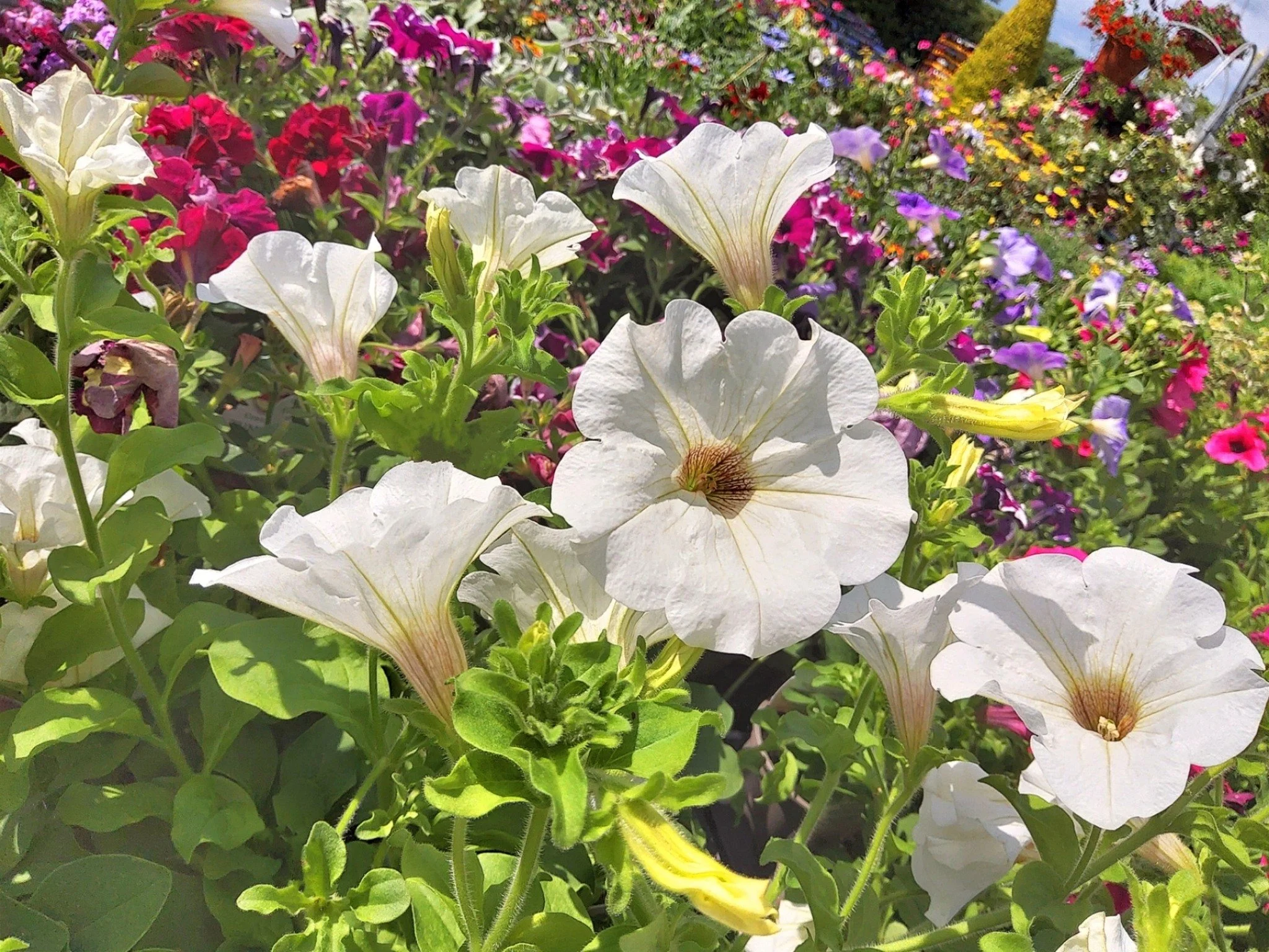 💐🌼 Tub &amp; Basket Plants Now Available 🌼💐

Get your garden summer-ready with our vibrant selection of tub &amp; basket plants&mdash;perfect for adding colour and life to any space! 🌿☀️

🌸 Trailing Petunias &ndash; &pound;1.95
🌸 Million Bells
