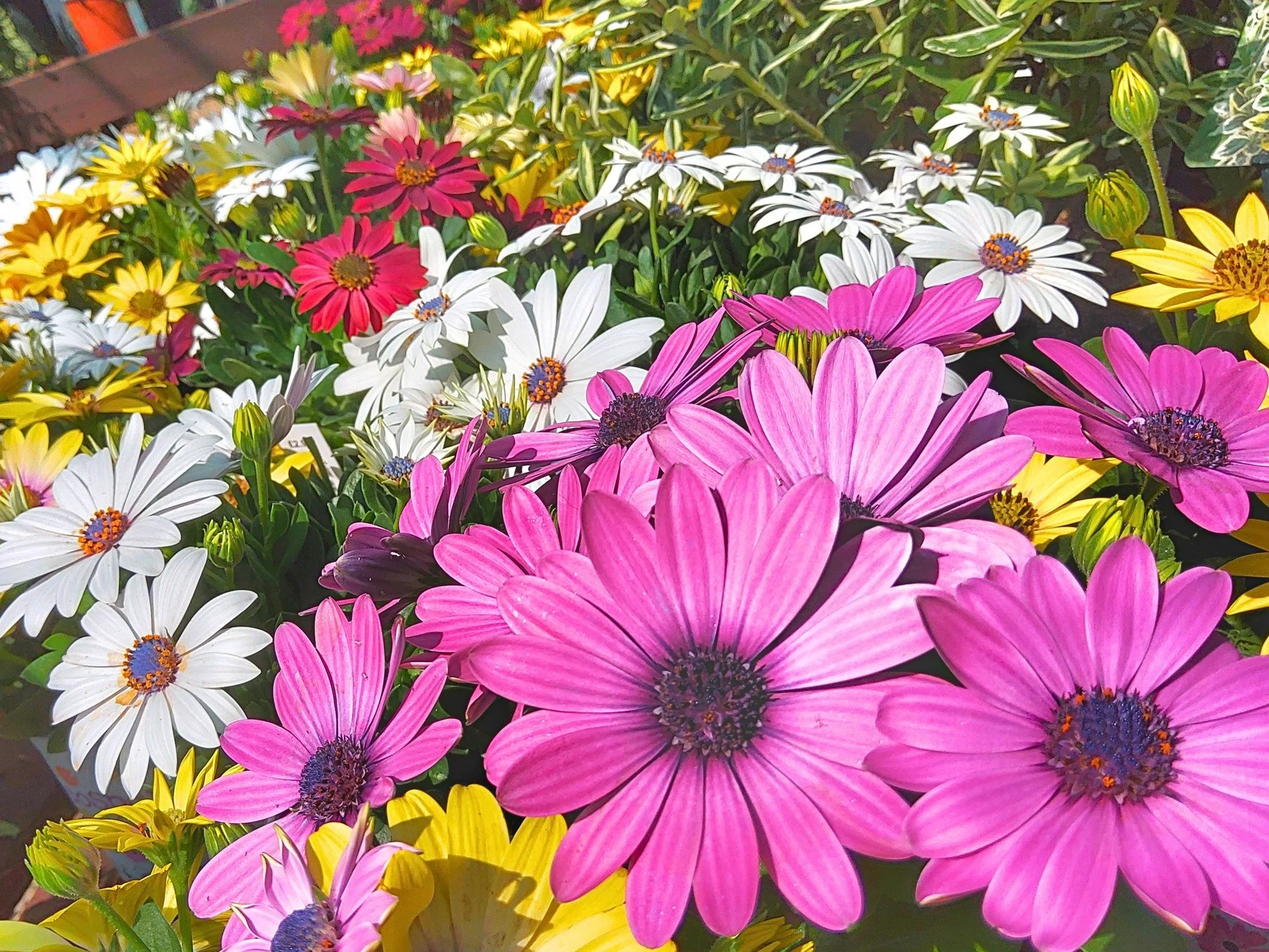 🌿💐 Healthy Plants, Happy Gardens 💐🌿

Tired of bringing home plants that don&rsquo;t last? 😕

At Hillside Farm, we do things differently. Our plants are carefully nurtured and well looked after, with the time and attention they need to thrive. Th