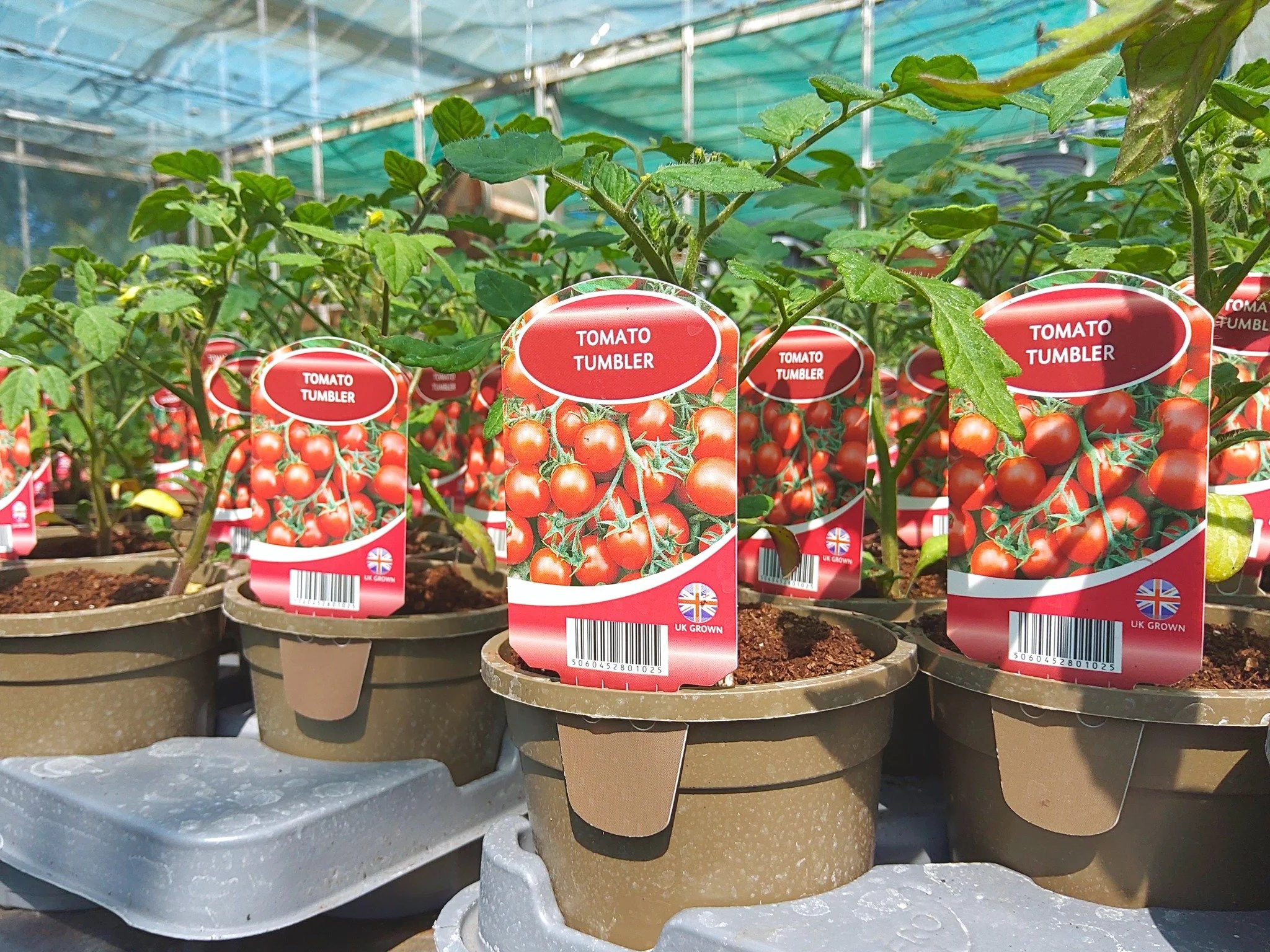 🍓🌱 Strawberry &amp; Vegetable Plants Available 🌱🍓

Grow your own this season with our fantastic range of strawberry and vegetable plants&mdash;perfect for gardens, patios, and allotments! 🌿☀️

🍓 Strawberry Plants &ndash; &pound;1.79
🥕 Vegetabl