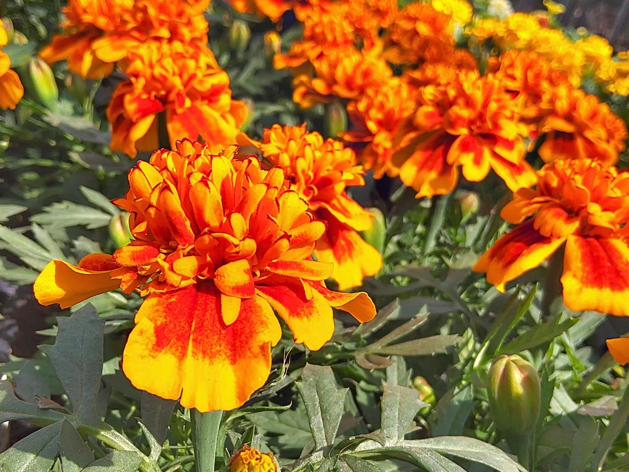 🌿🌸 We&rsquo;re Open This Bank Holiday 🌸🌿

Good news! We&rsquo;re open this May 4th Bank Holiday 🎉

If you&rsquo;re planning a garden refresh or just fancy a browse, come and see us. We&rsquo;ve got plenty of healthy plants ready and waiting 🌼🌱