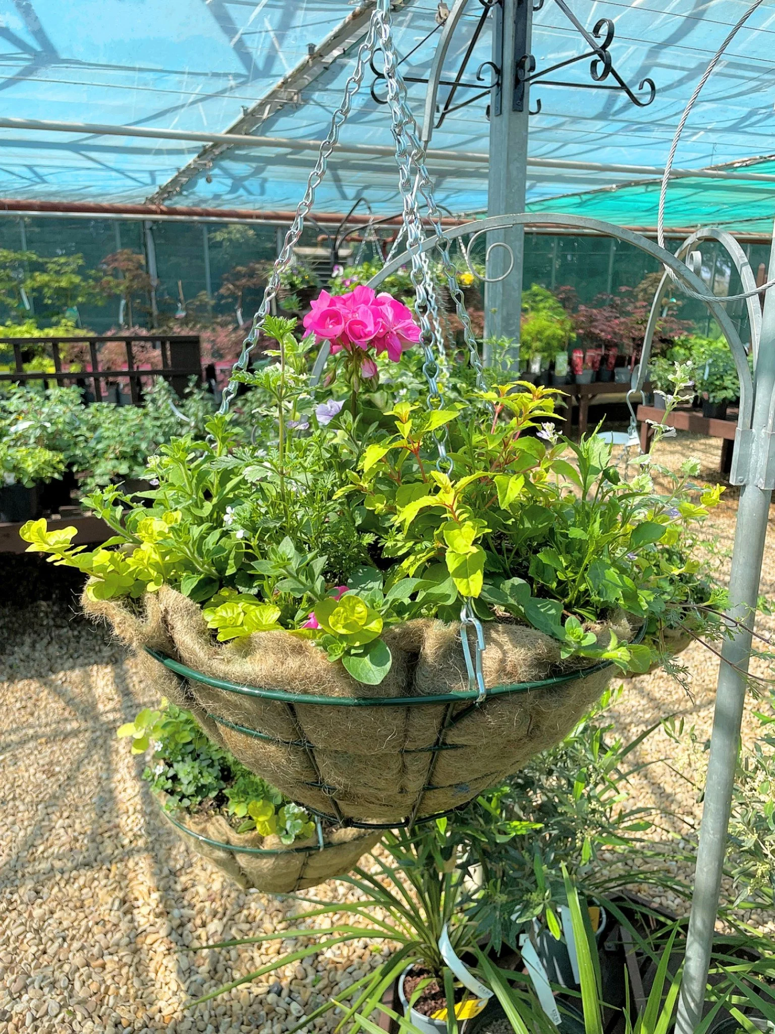 🌸🌷🌿 Large Hanging Baskets Now Available 🌿🌷🌸

The wait is finally over&hellip; Our famous Large Hanging Baskets are here and ready to brighten up your gardens for just &pound;39.95! 🌺✨

These baskets are always incredibly popular, so unfortunat