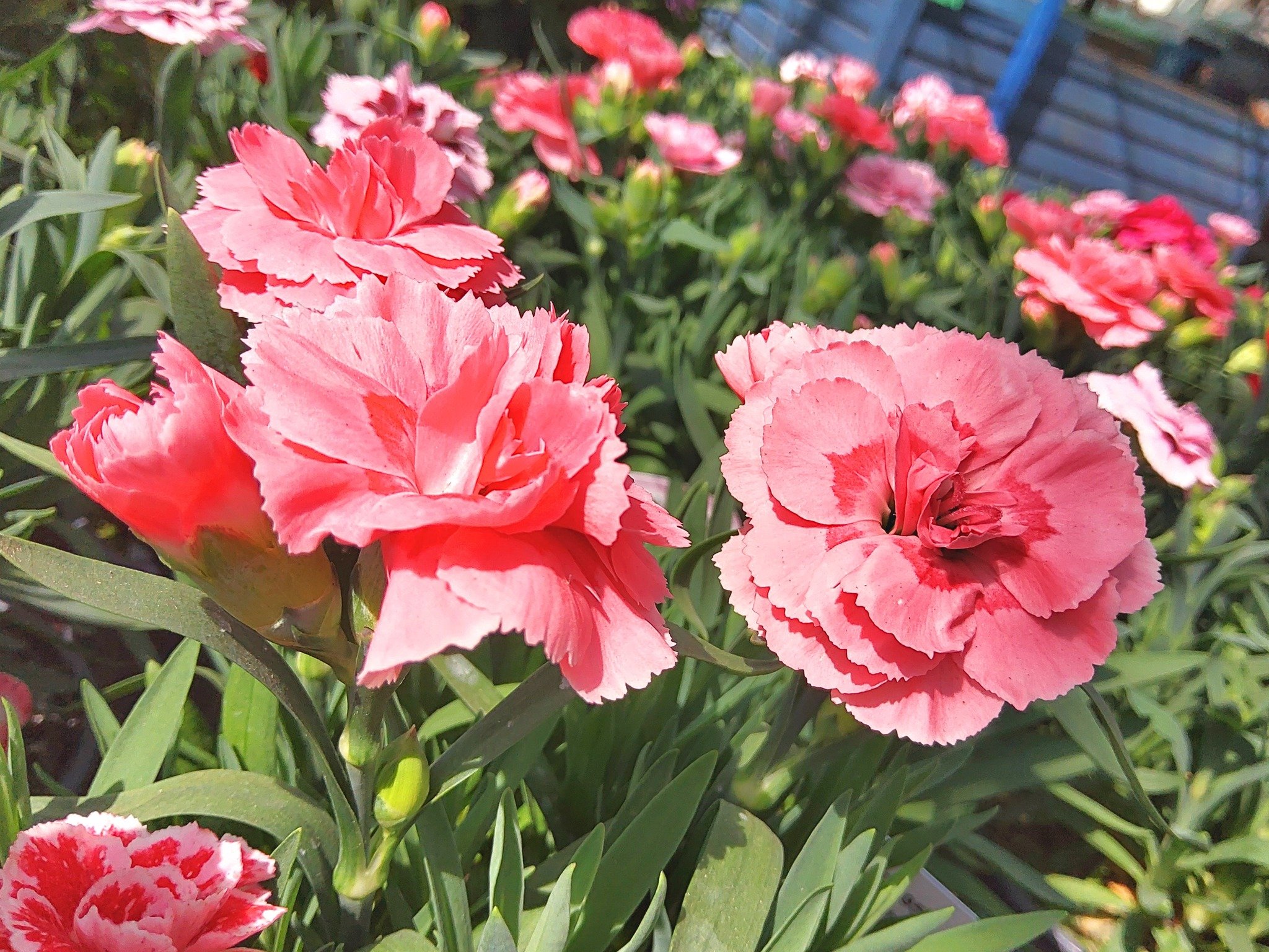 🌸🌿 Beautiful Dianthus Plants Now Available 🌿🌸

Add long-lasting colour and fragrance to your garden with our stunning Dianthus plants. Perfect for beds, borders, pots, and containers 🌼

Which colour would you choose? 🤩

✨ Dianthus Plants &ndash