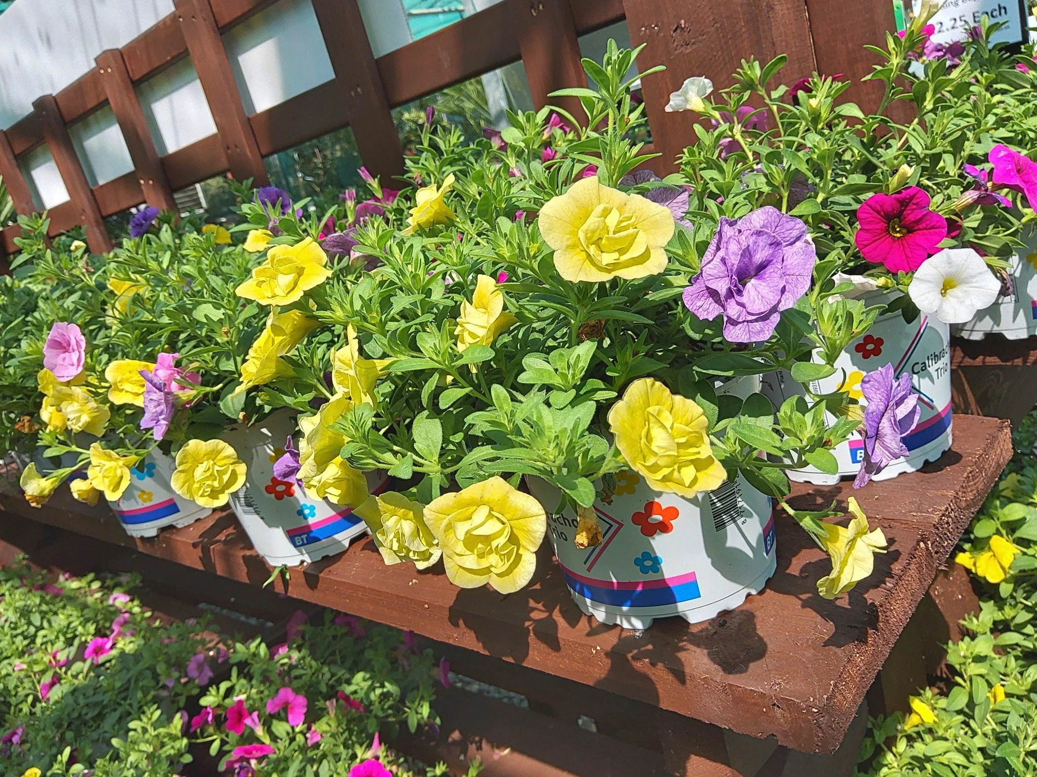🌸🌷🌿 Trixis Now Available 🌿🌷🌸

These stunning Trixi plants are perfect for tubs and hanging baskets 💐✨

Designed with three beautiful colours in one plant, they create an instant display of vibrant summer colour with minimal effort 🌼☀️

Why se