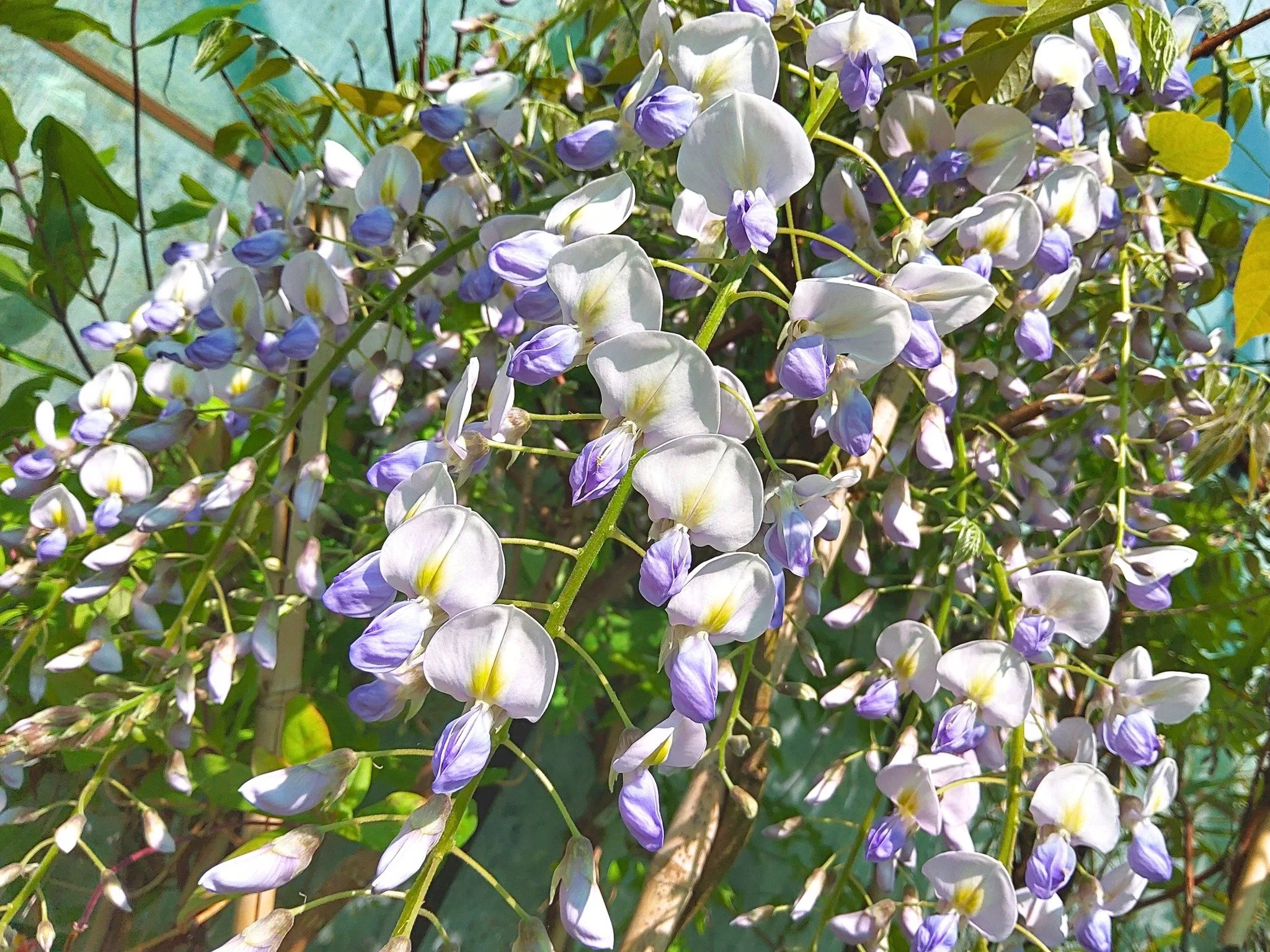 🌺🌱 Beautiful Climbers Available 🌱🌺

Looking to add height, colour, and fragrance to your garden? We have a fantastic selection of climbing plants in stock, perfect for walls, fences, arches, and pergolas 🌼✨

Our range includes:

🌸 Honeysuckle
?