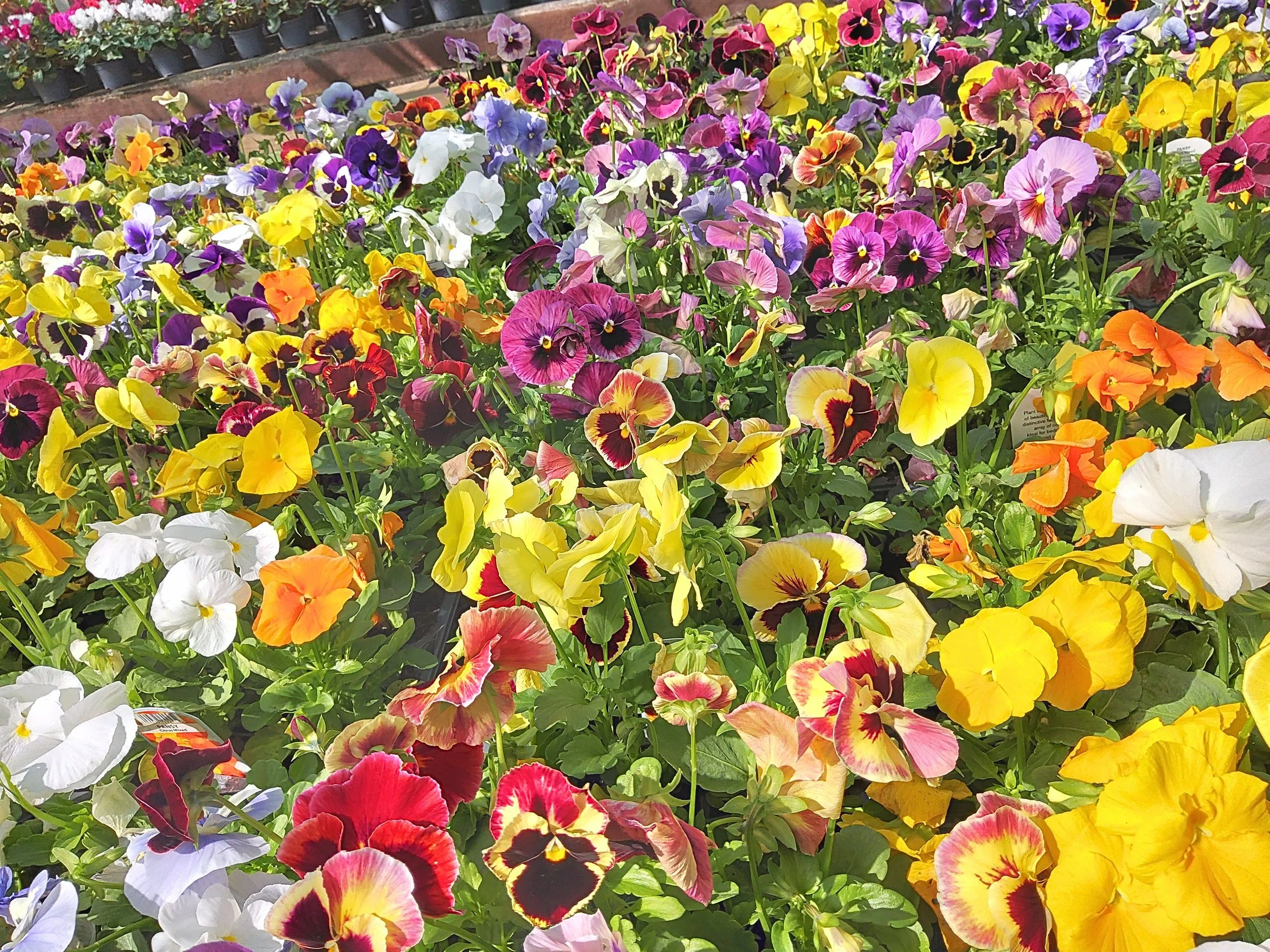 Plant Image (62).jpg