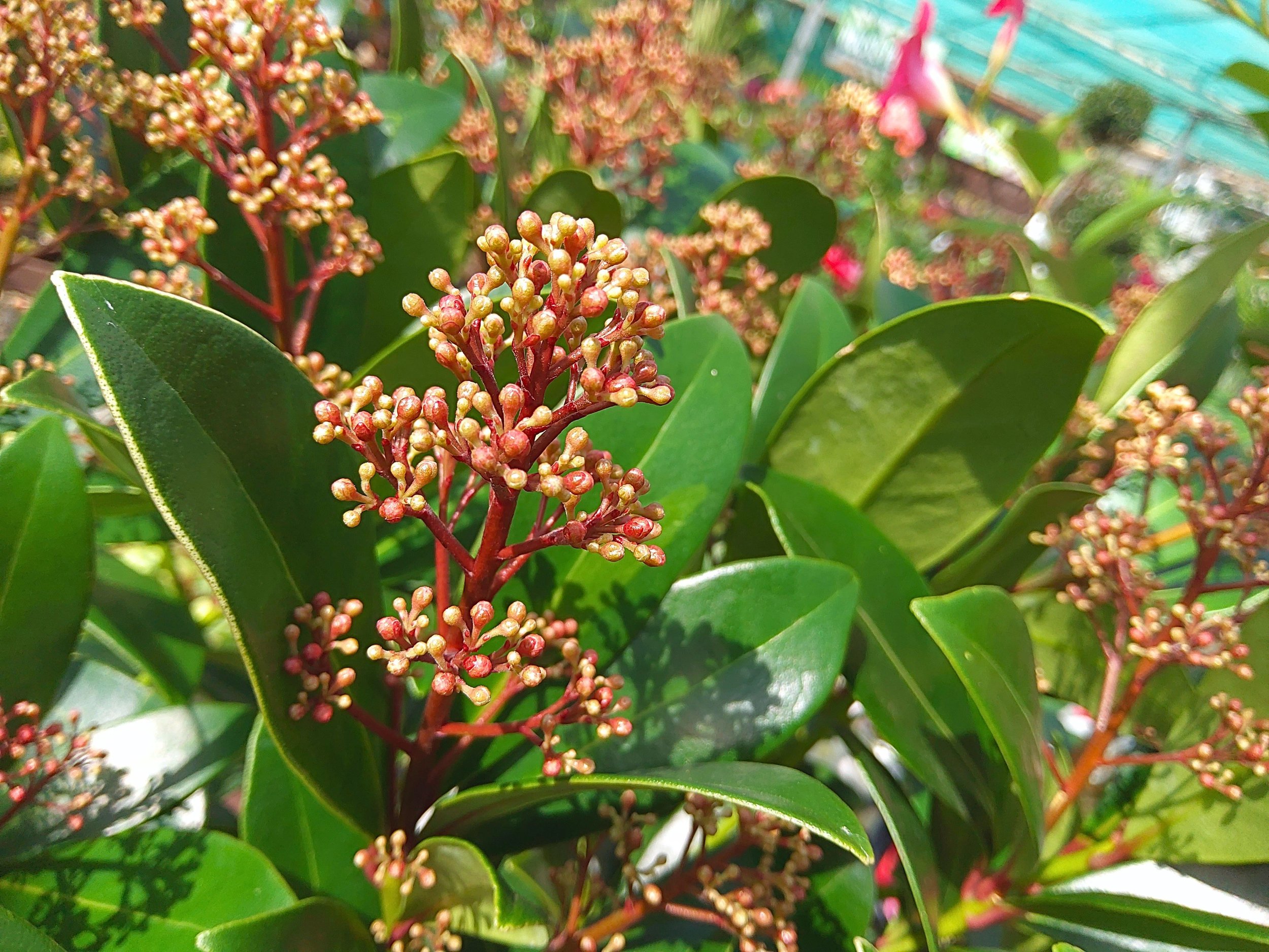 Plant Image (79).jpg