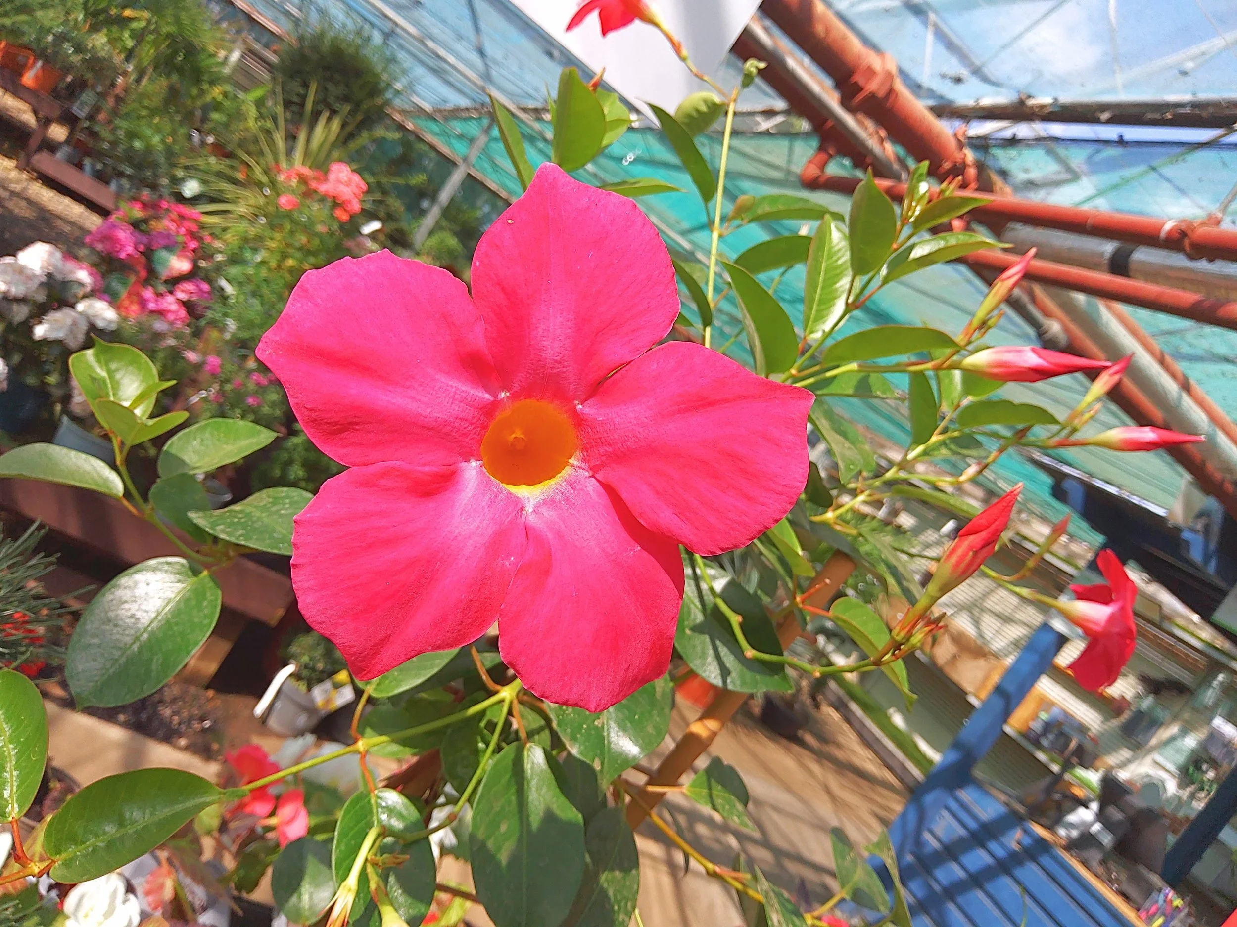 Plant Image (78).jpg