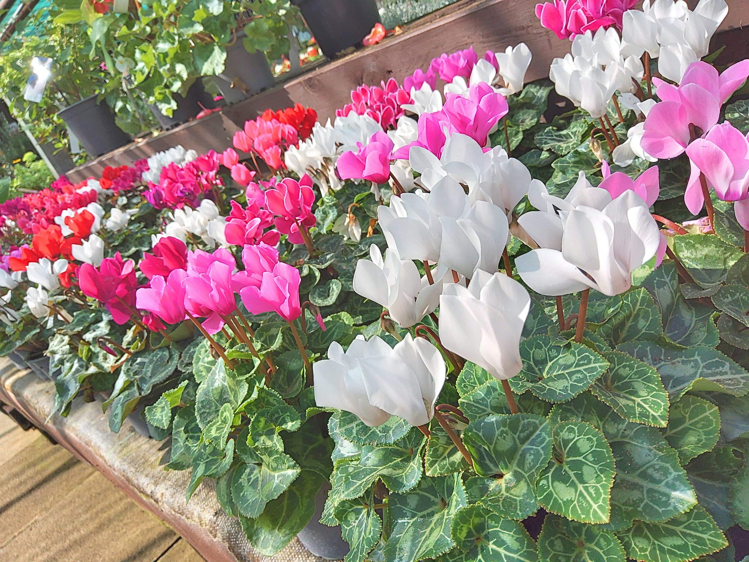 Plant Image (65).jpg