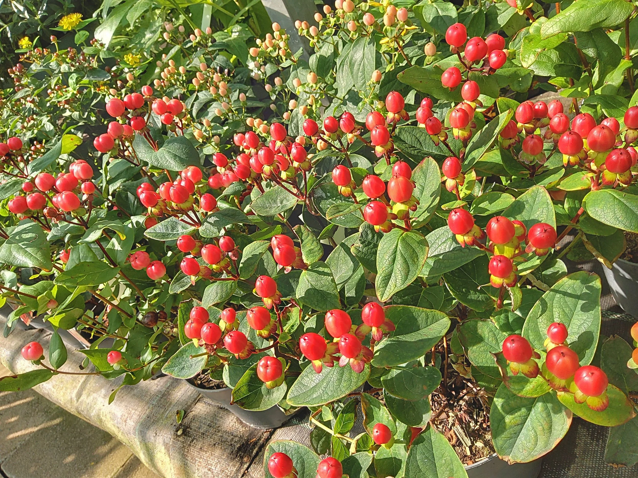 Plant Image (68).jpg