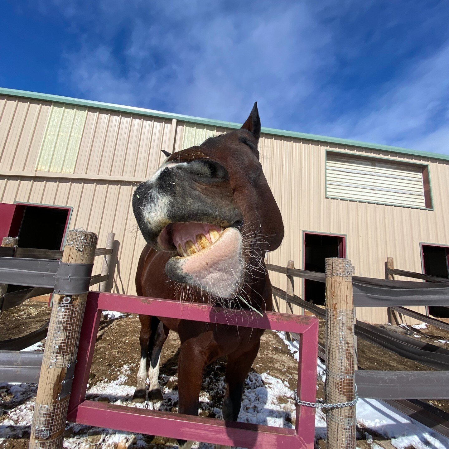 Smile if you love your all-weather walk-in, walk-out pen!

_
#vianovatraining #horsesofinsragram #horselove #horselife #equestrian