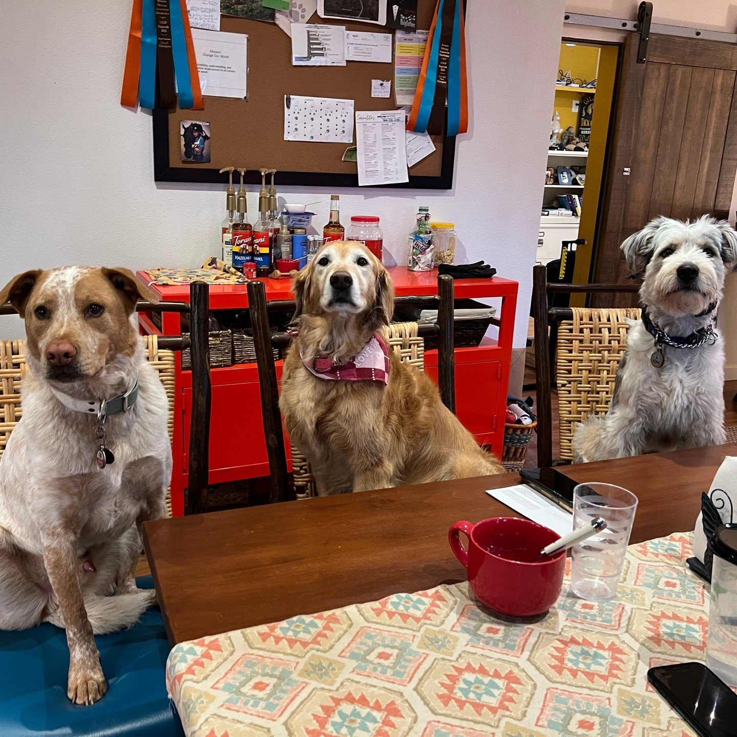 Meet Taos, Heidi and Sully, the team behind the scenes at Via Nova that keep the barn operating smoothly 😎

_
#vianova #dogsofinstagram #doglover #doglife