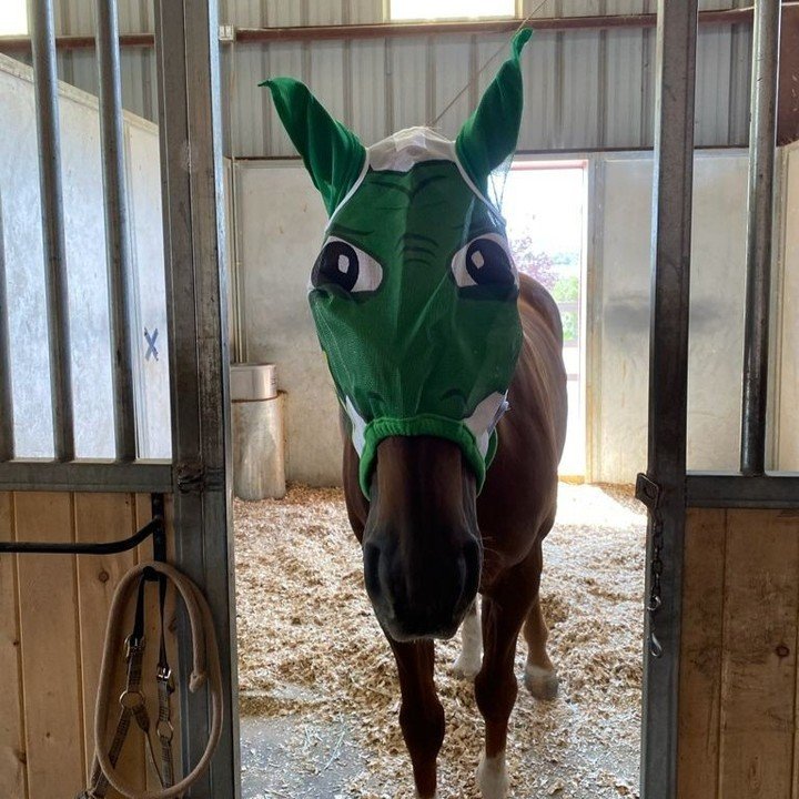 When you're too afraid to leave the barn because your friends may laugh at the outfit your mom dressed you in 😆

_
#vianova #vianovatraining #horsesofinstagram #horselove #flymask