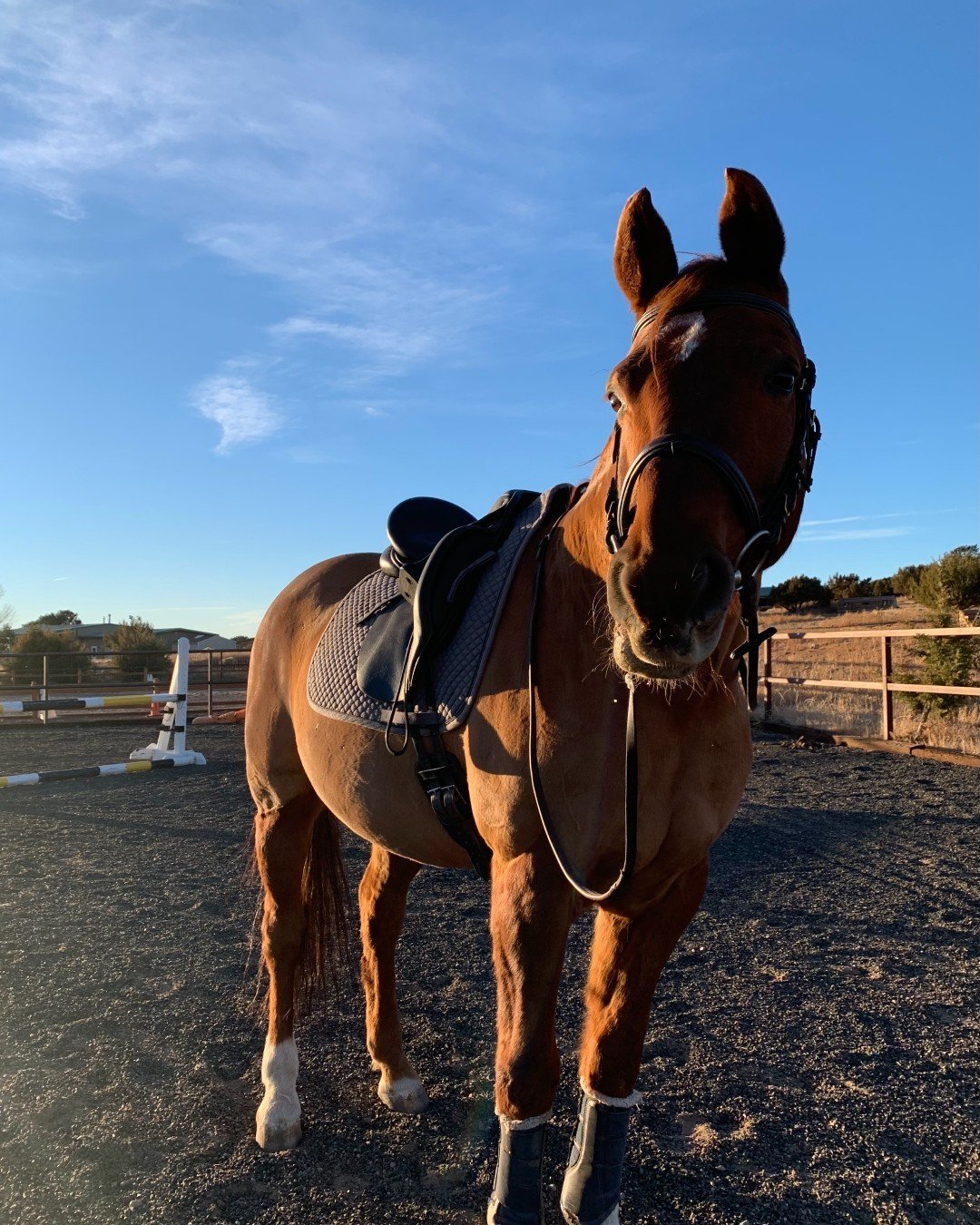 Drake demonstrating that post-ride glow 🌞

Does anyone else's horses just know to stand and perfectly pose before and after every ride to allow for a mandatory photoshoot?

_
#horseriding #horselove #horsesofinstagram #horsetraining #positivereinfor