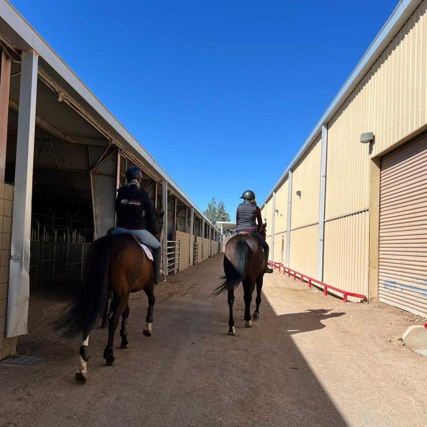 Wally is feeling very excited for his first trip off-property! Wally and Jasmine have headed to their first training show with @nmhunterjumper

_
#horsetrainer #vianova #positivereinforcement #horsesofinsragram