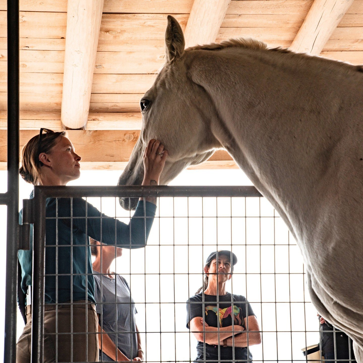 Building a bond with your equine partner is one of the key foundations for any equestrian, no matter what your goal is, ridden or non-ridden. 

We'd love to hear from you in the comments, what have you found to be the most effective methods to build 