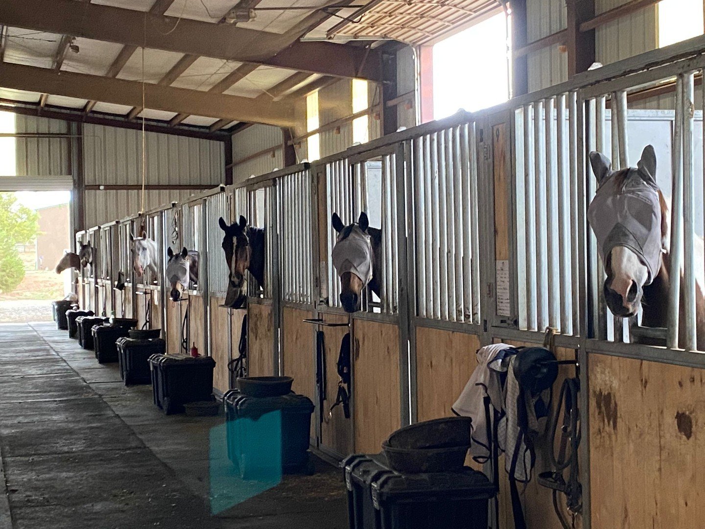 Ever feel like you're being watched?! 👀 

All of the horses have their own exclusive turnouts attached to their stables with personal hay balls, yet they seem to get a lot more enjoyment spying on us in the tack room!

_
#horselove #equestrianlife #