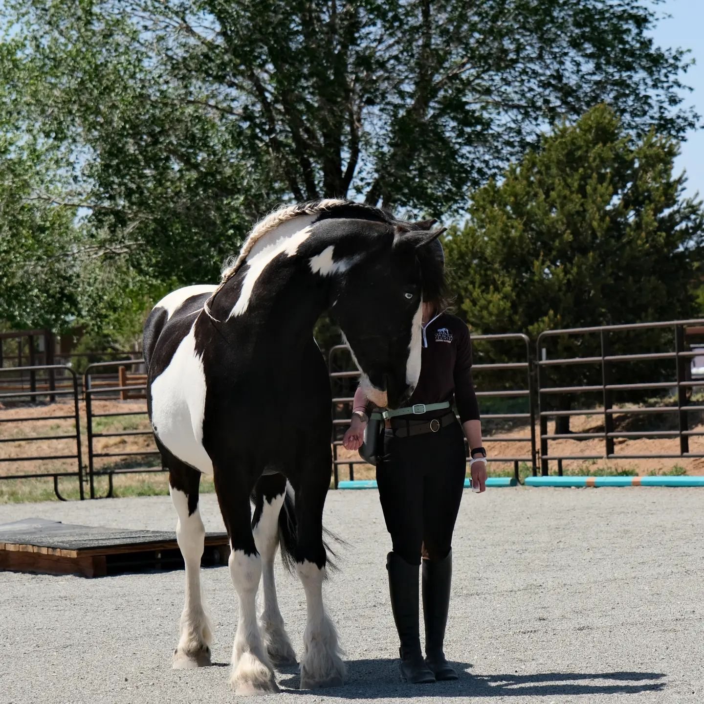 Day 2's sessions provided more of an insight into what can be achieved through our Priority to Positive approach and how it can be applied in different scenarios. 

✅ Understanding horse emotions 
✅ Liberty demo with Ashley and Nico
✅ Transfering cue