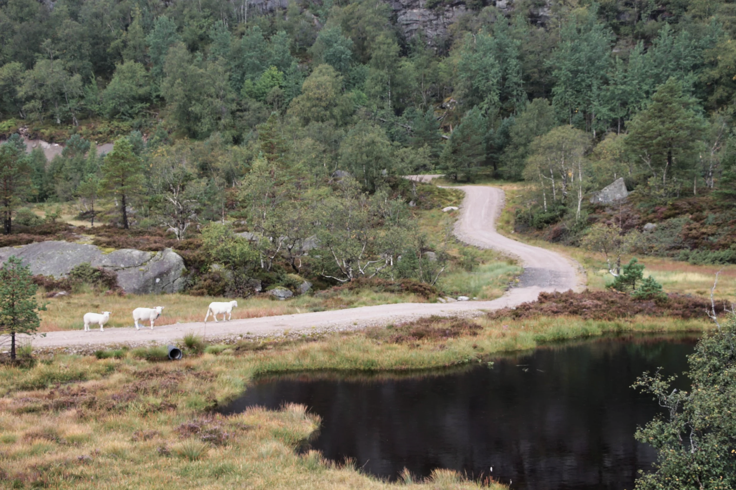 Three white cows walking along a gravel road next to a body of water, surrounded by green trees and bushes in a rural landscape.