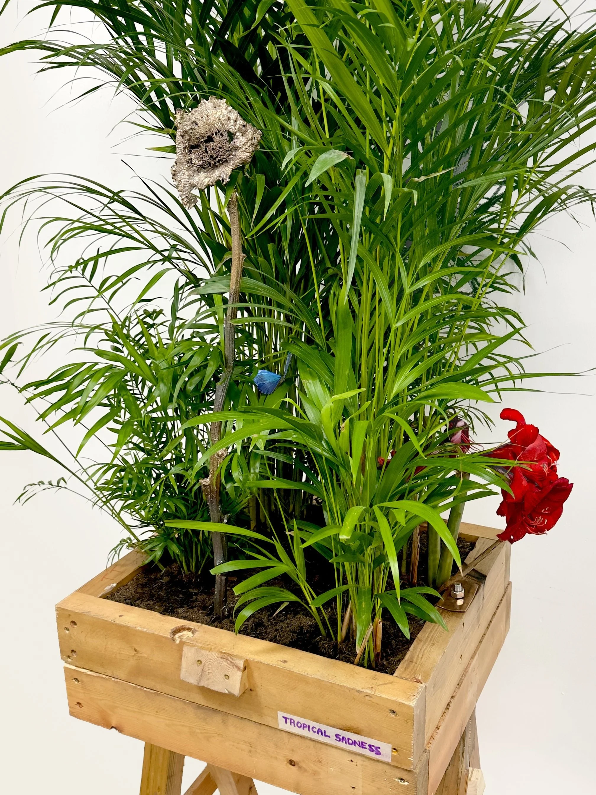 A wooden planter box with lush green tropical plants, a red flower on the right, and a dried seed pod on the left. A blue butterfly is perched on one of the stems.