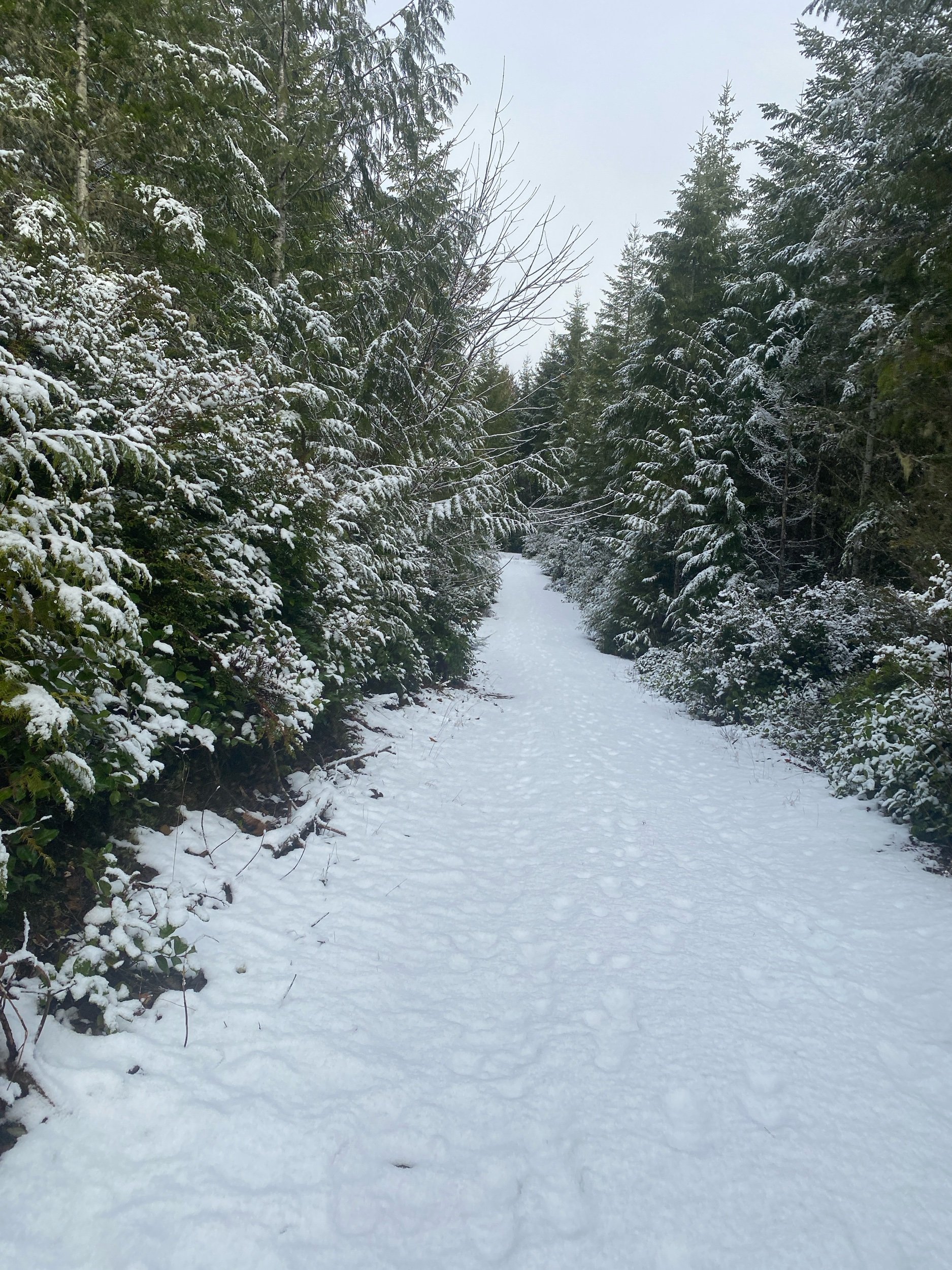 February Tu B'shvat Dream Journey Download