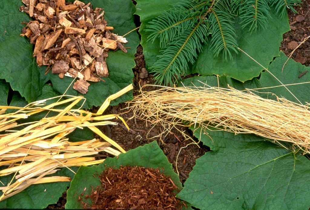 Winter Protection for Your Landscape: Essential Tips for a Healthy Garden